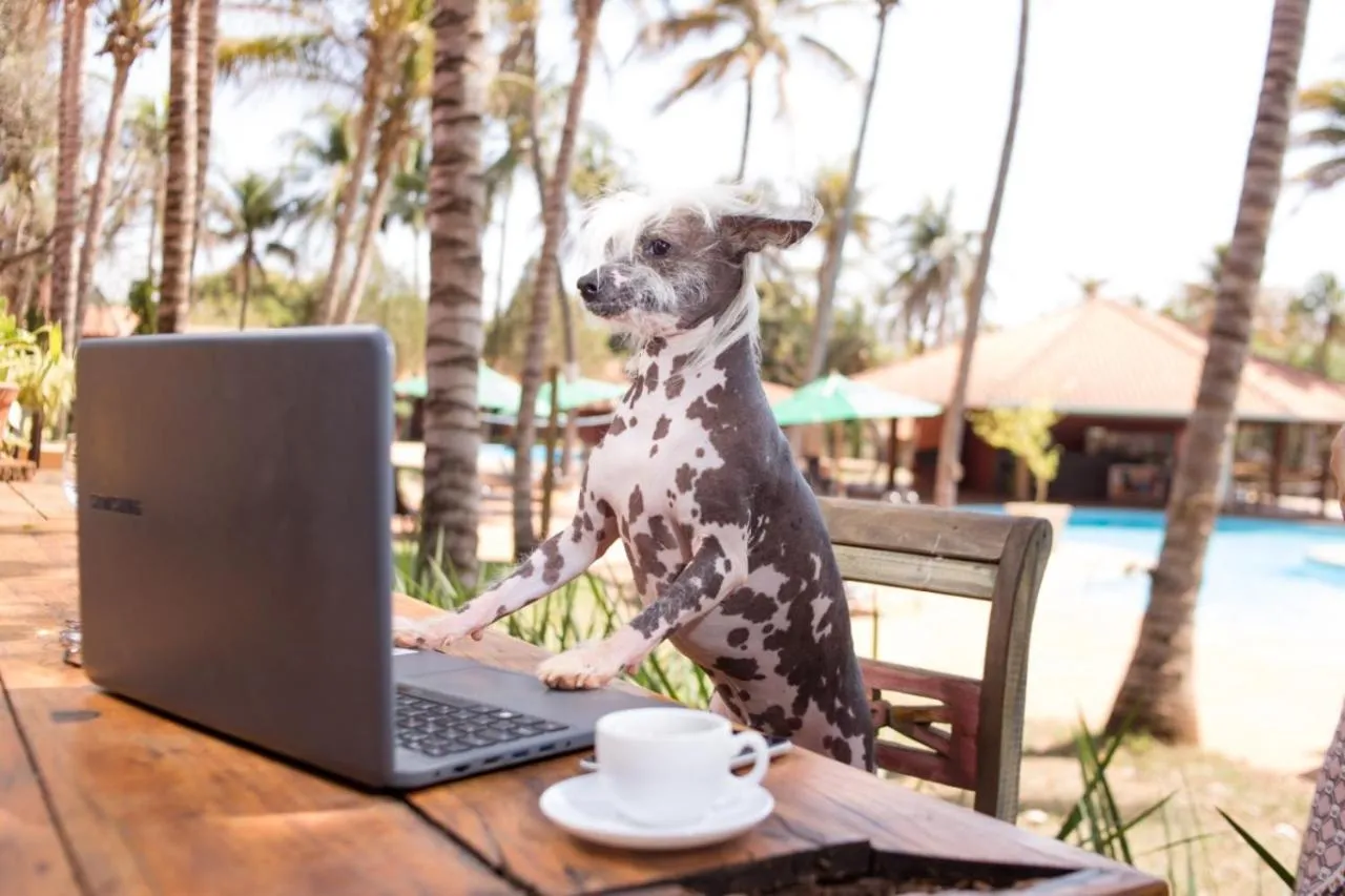 Pets in Eco Resort Foz do Marinheiro