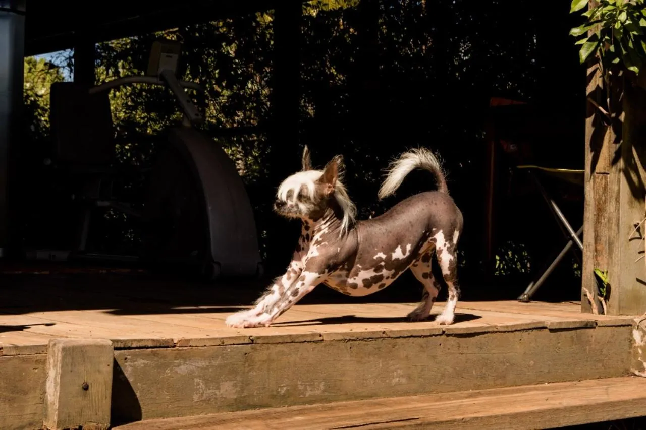 Animals in Eco Resort Foz do Marinheiro