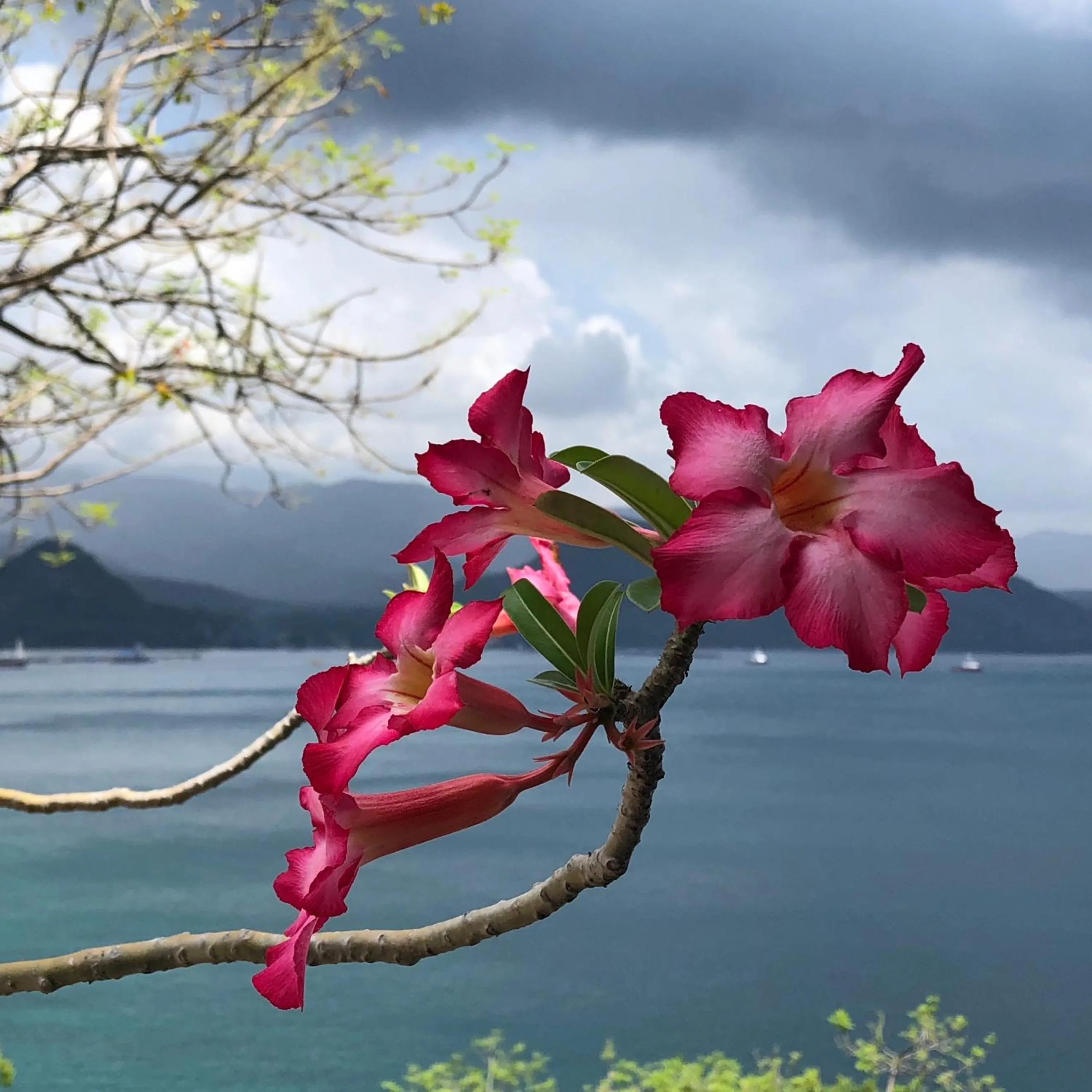 Garden in Bloo Lagoon Village