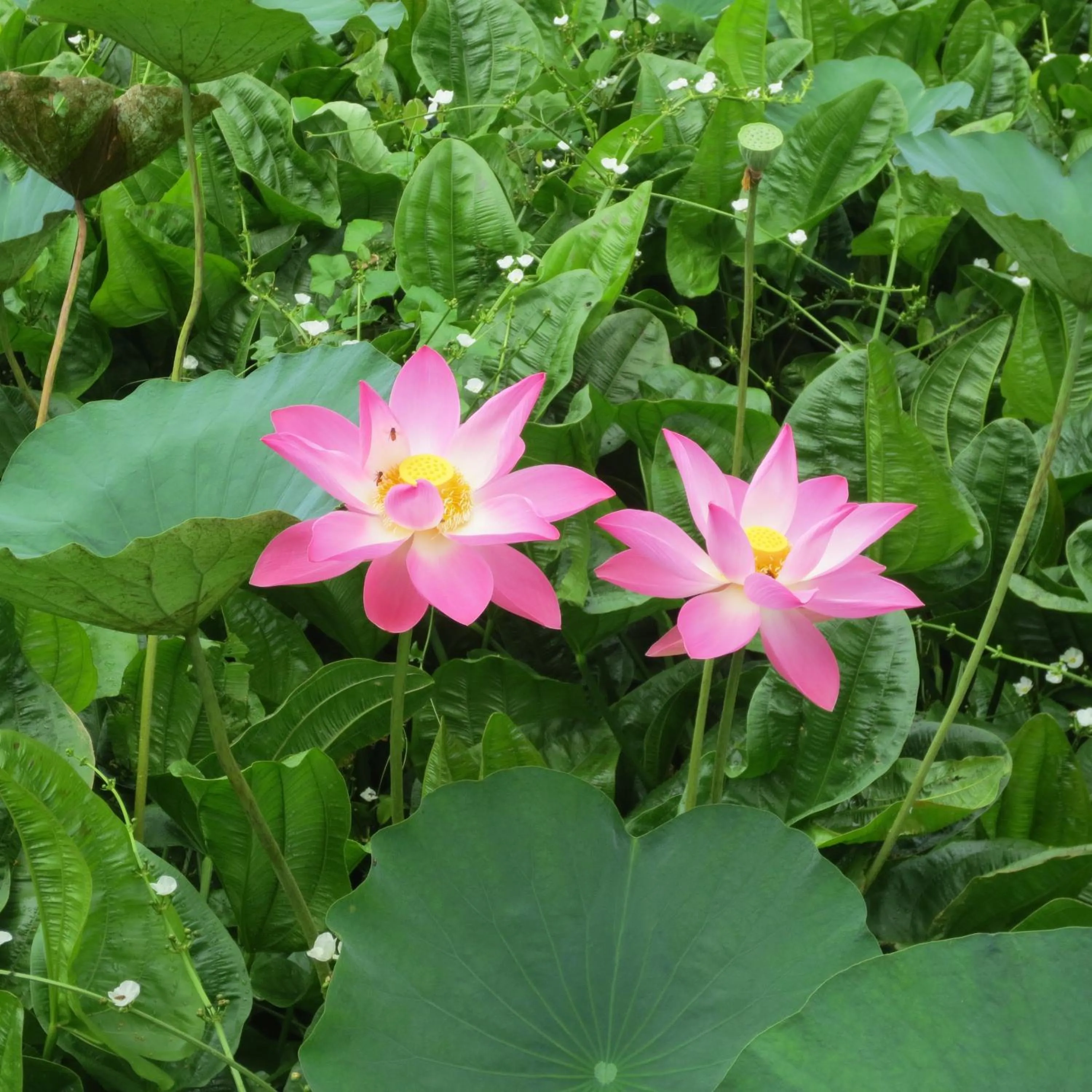 Garden in Bloo Lagoon Village