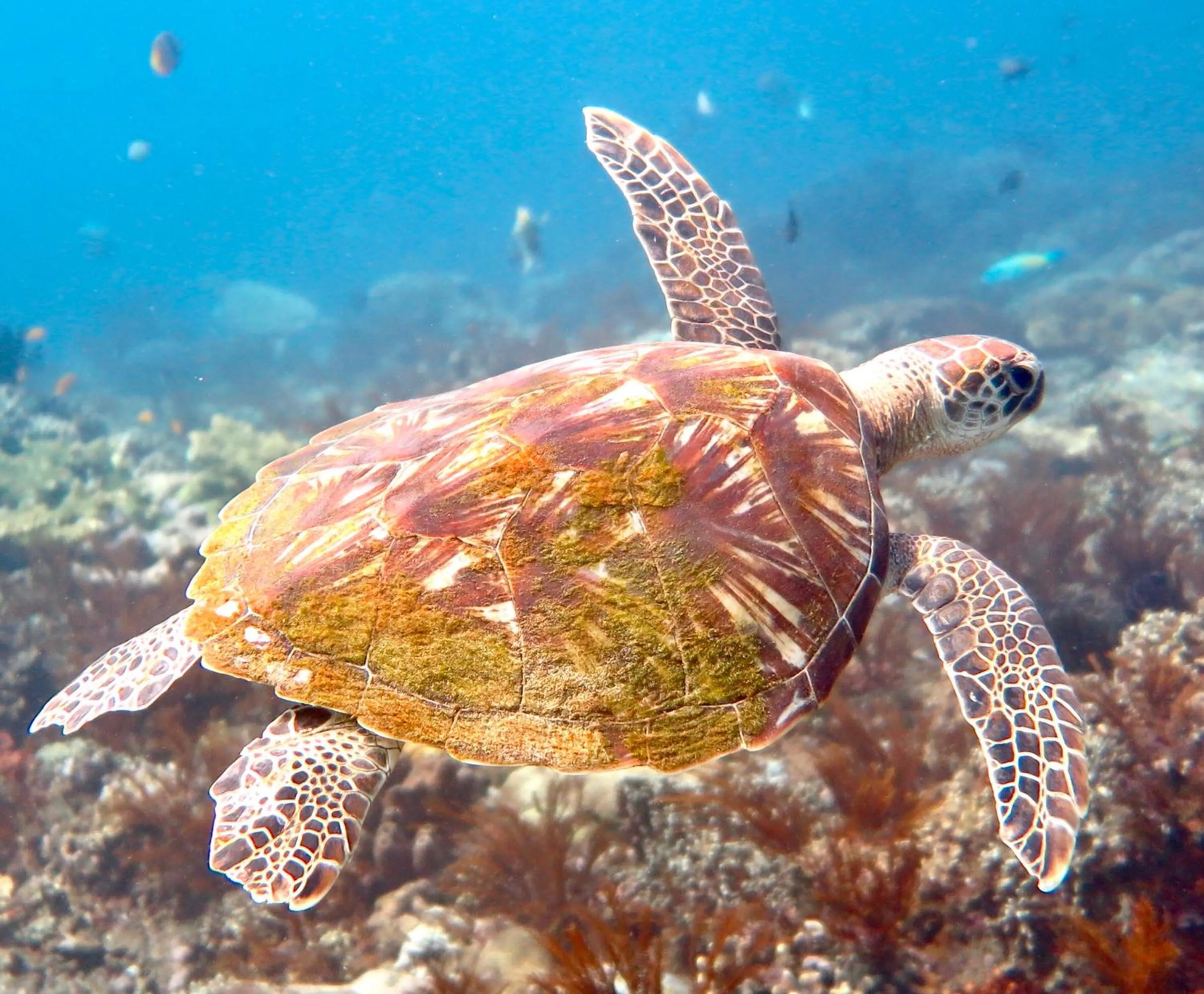 Diving in Bloo Lagoon Village