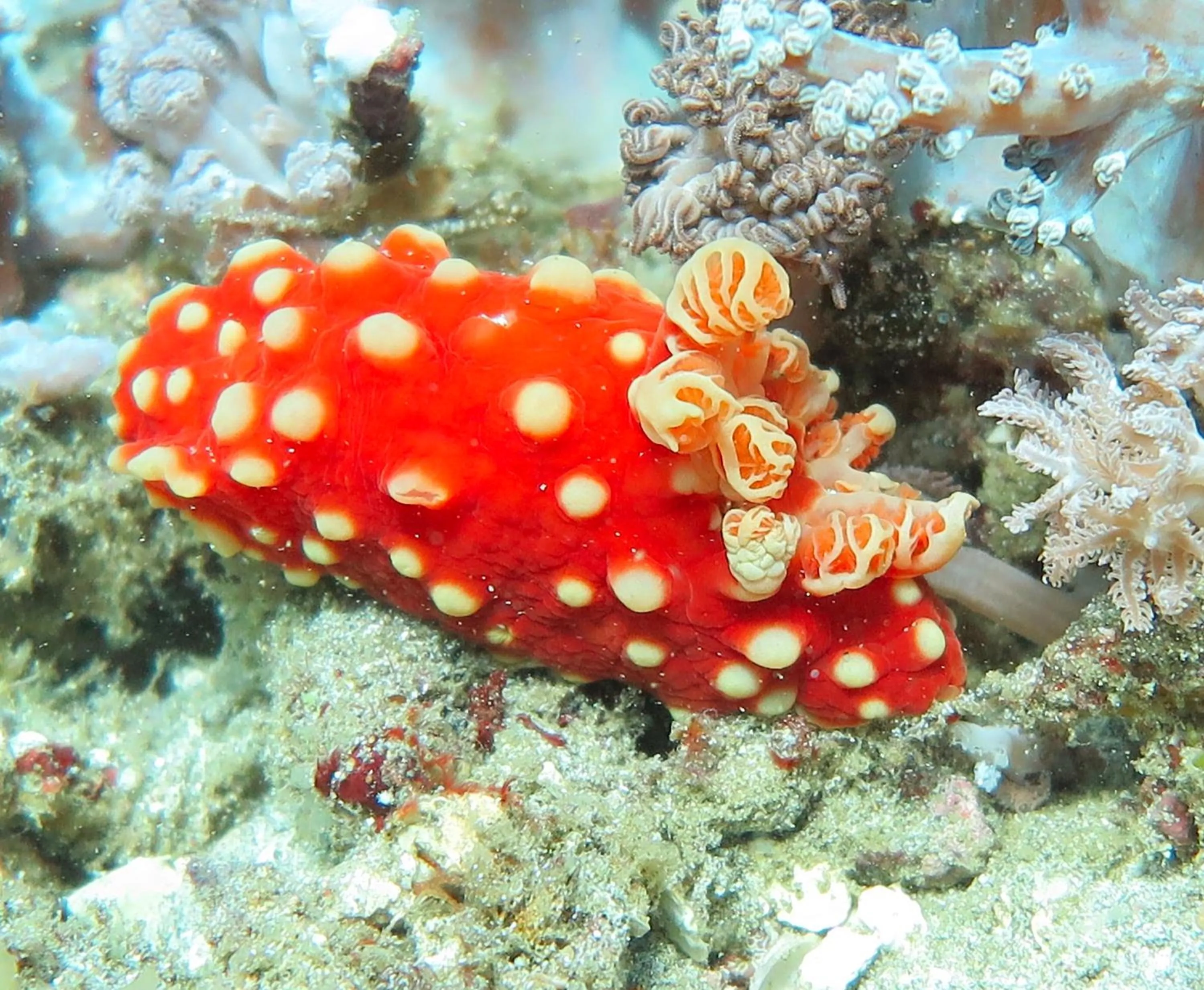 Diving in Bloo Lagoon Village