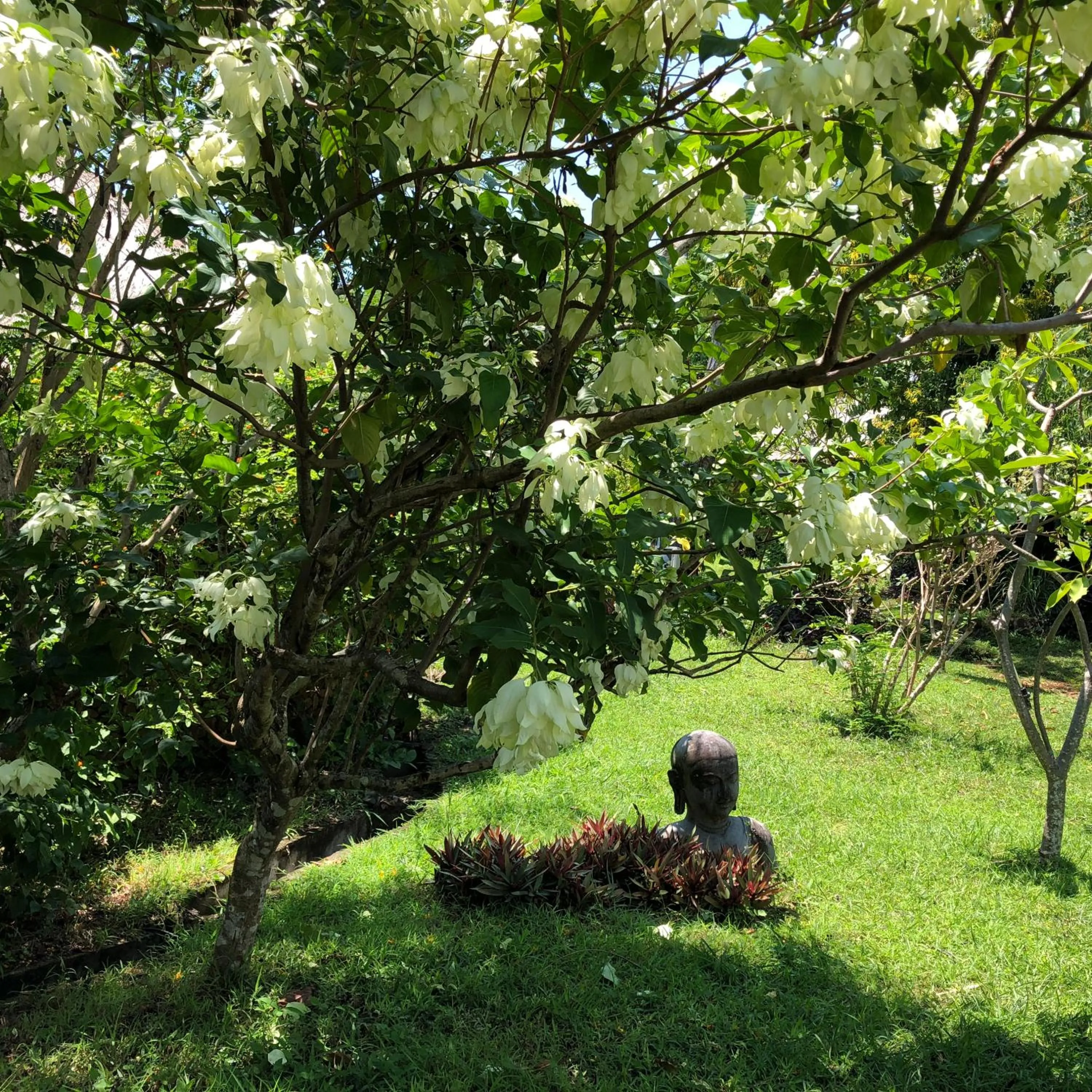 Garden in Bloo Lagoon Village