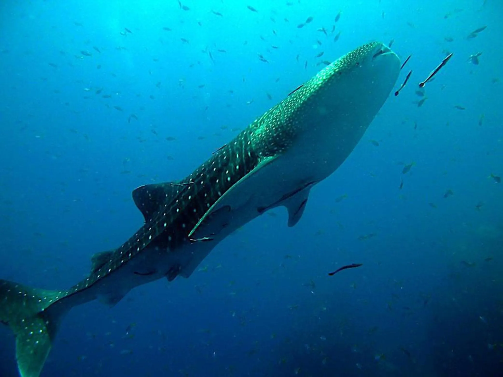 Diving in Shiralea Backpackers Resort