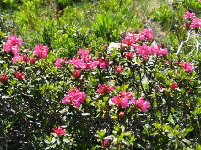 Spring in Villa Ilse