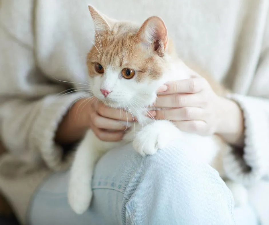 Pets in Hive Hotel, Moruya