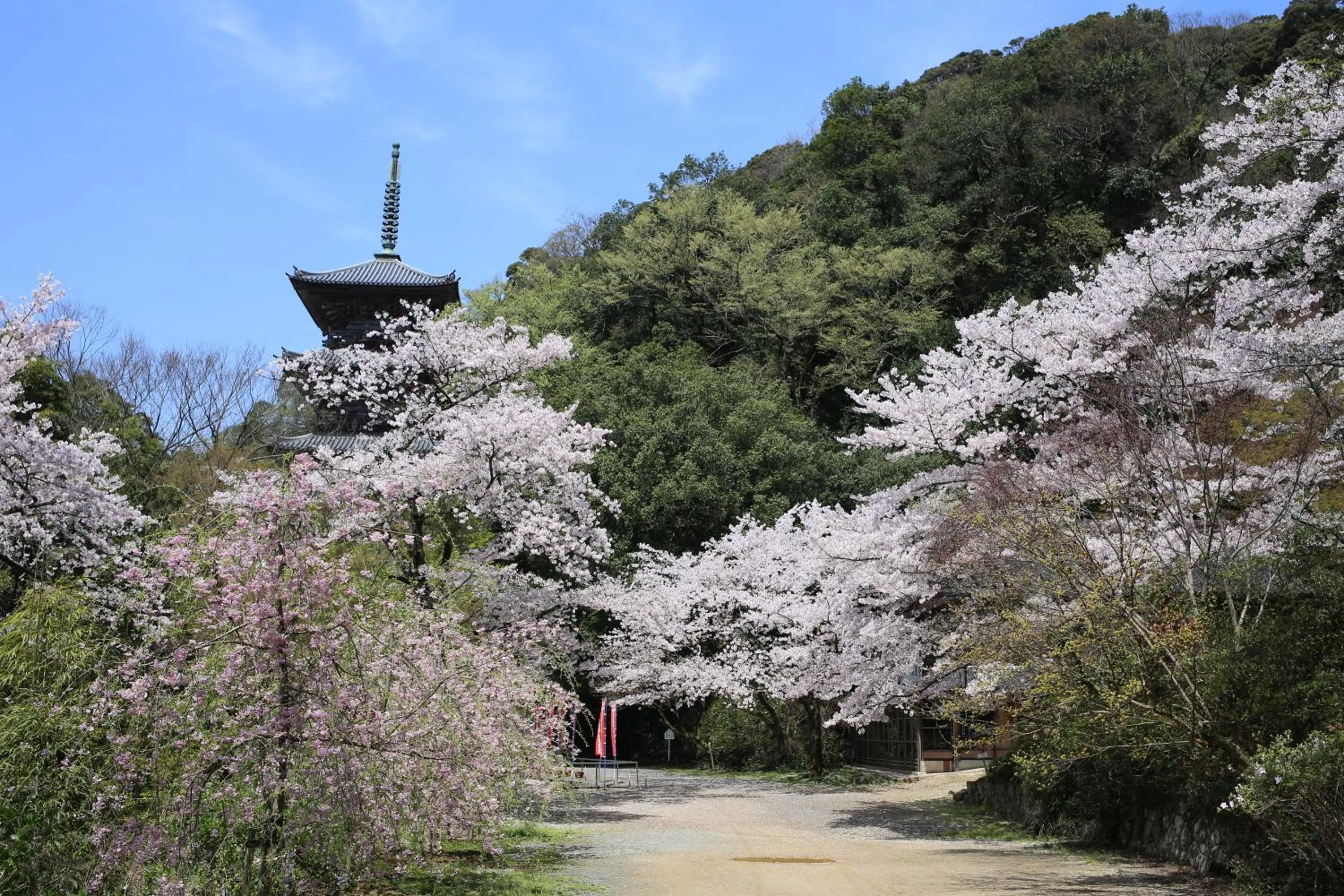 Spring in Ryokan Koyokan