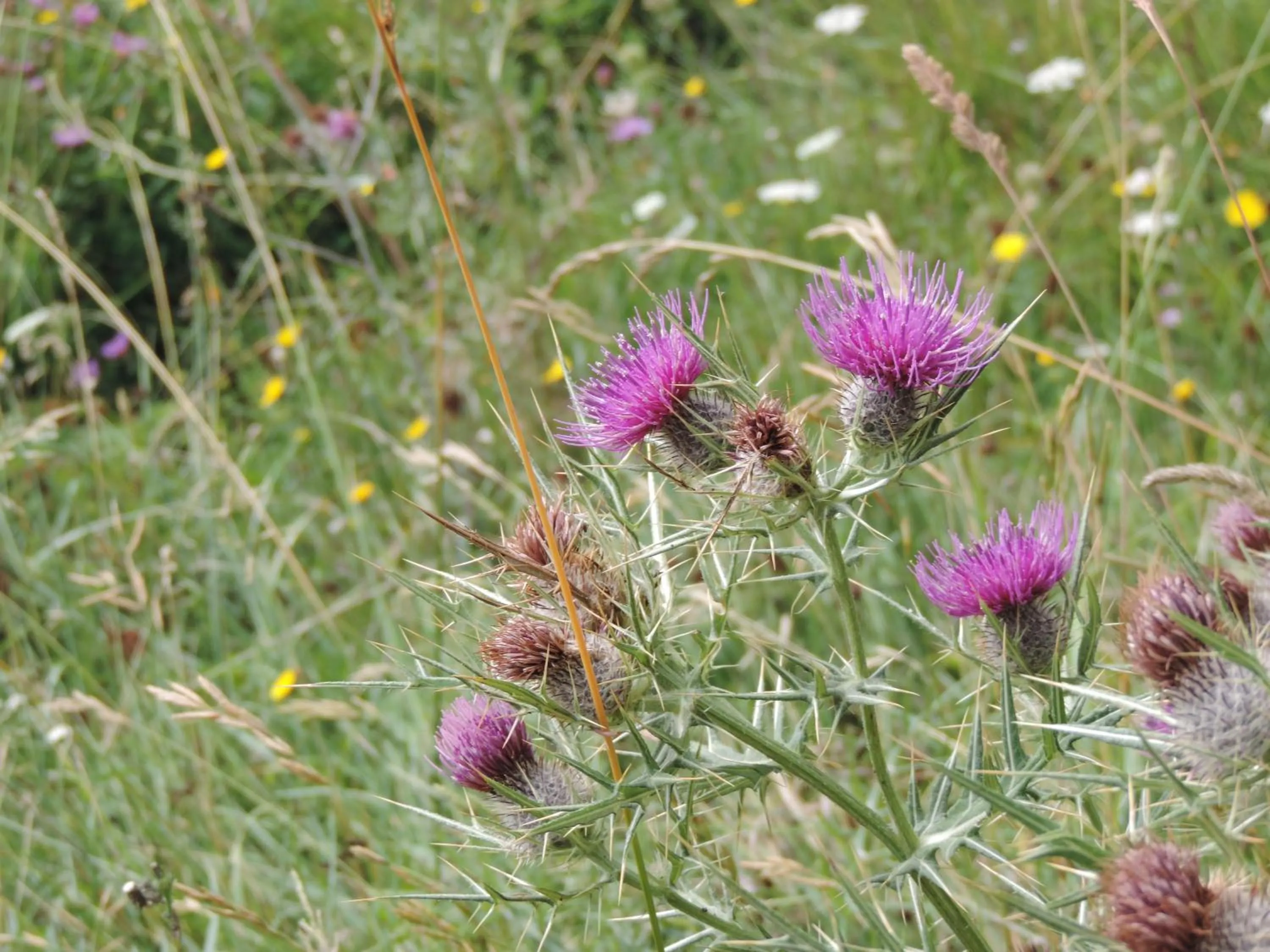 Other in Albergo Del Sole