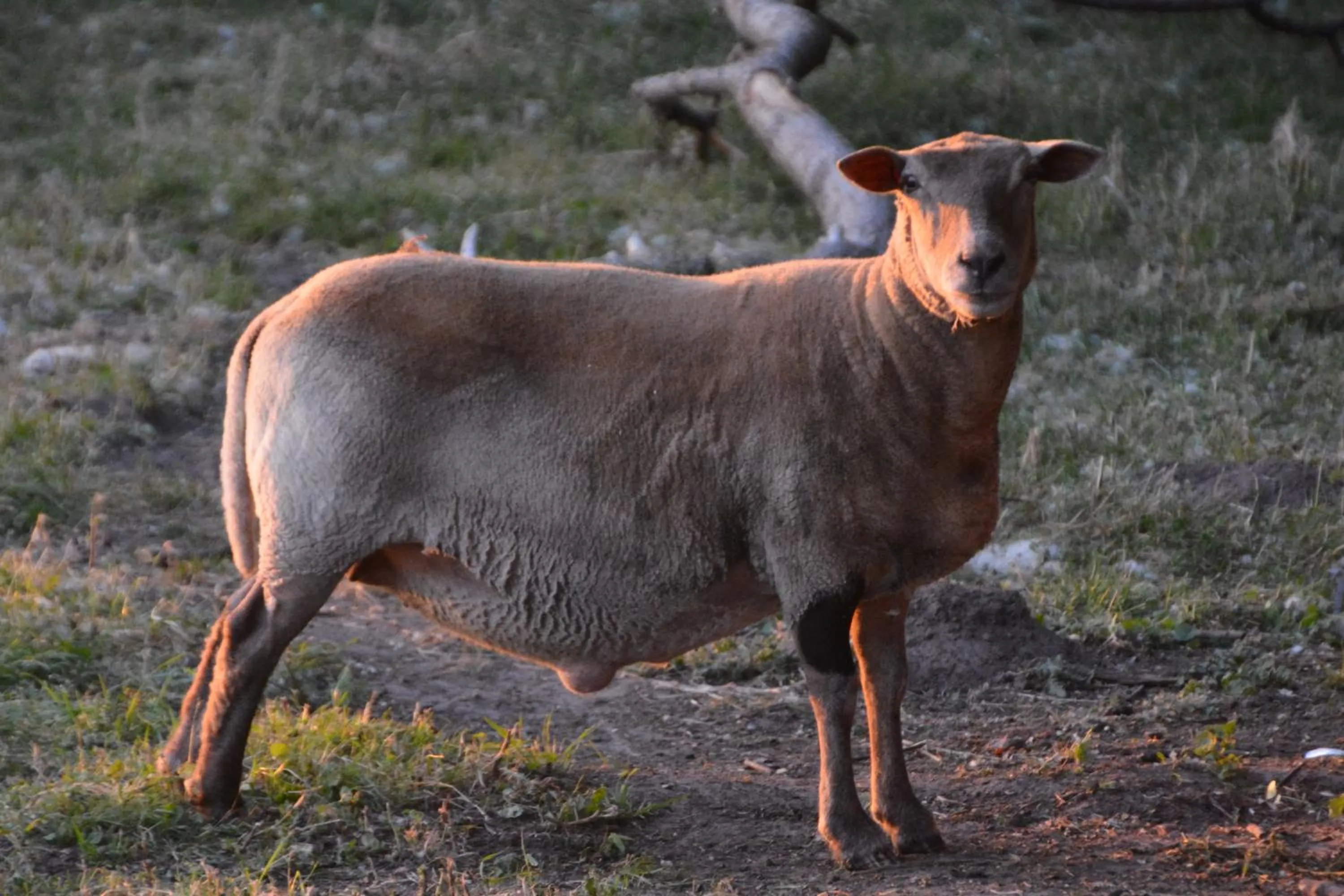 Animals in Himmelreich Rügen