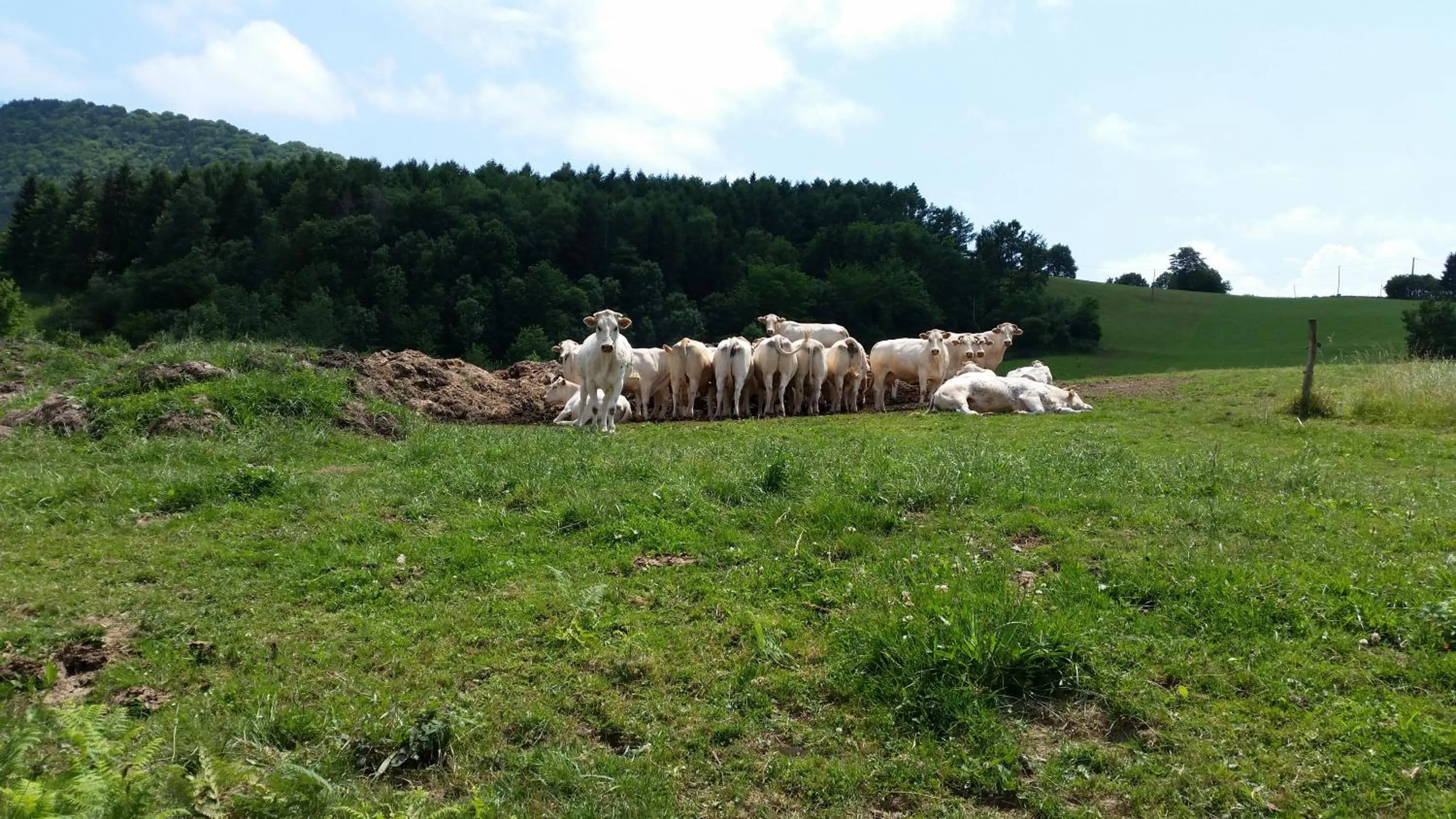 Pets in La Ferme de Jeanne