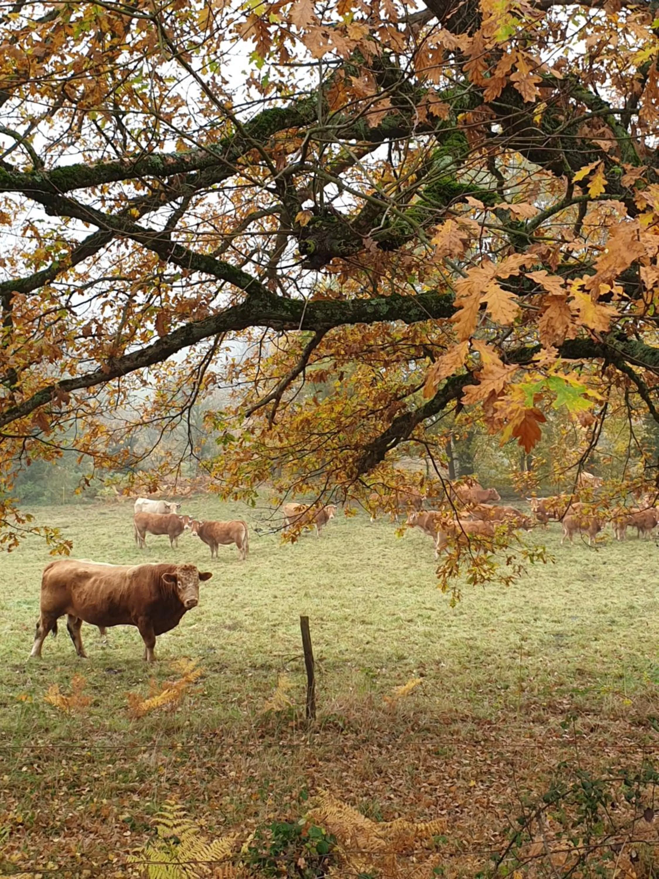 La Ferme de Jeanne