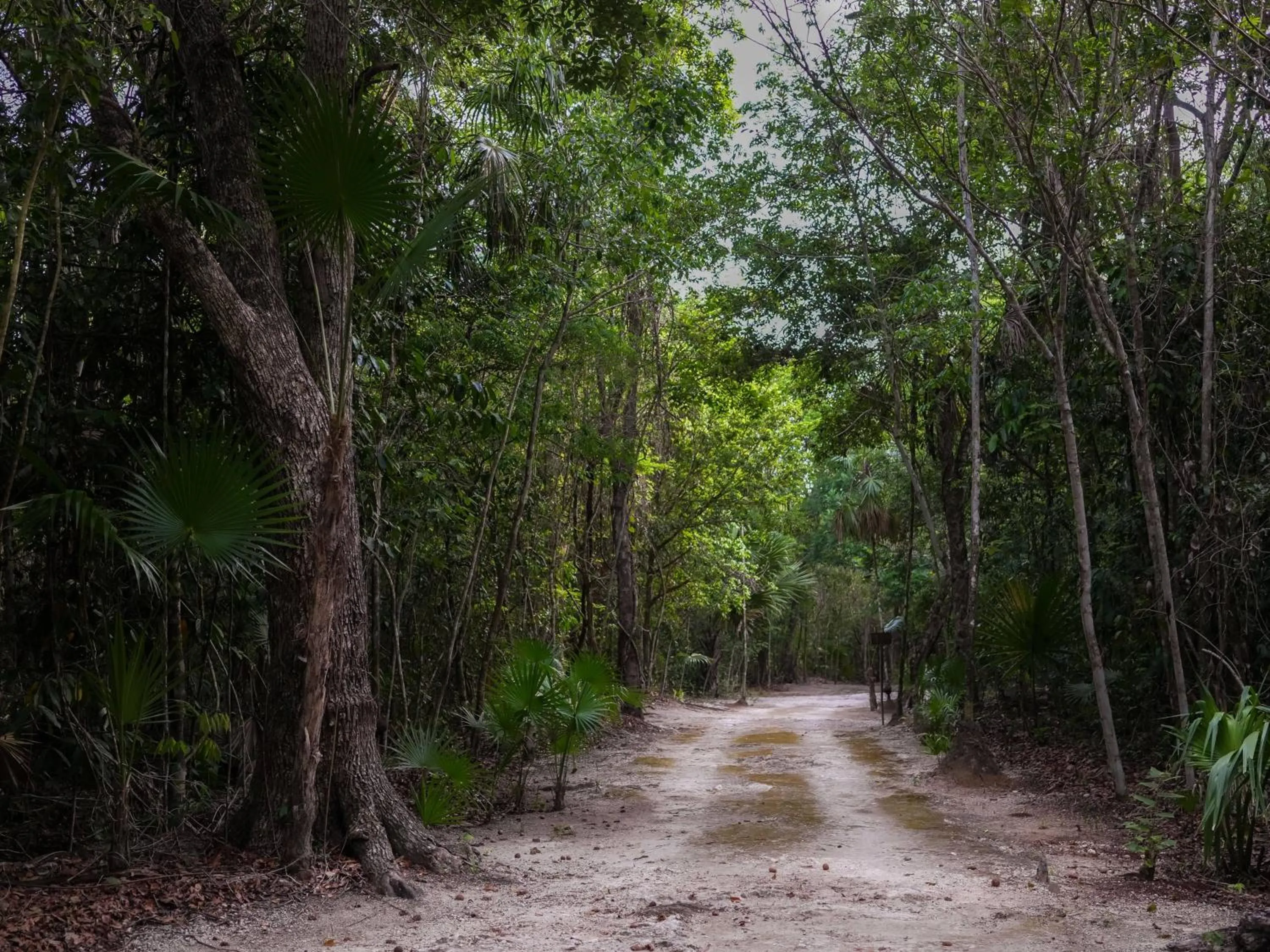 Natural landscape in Jolie Jungle Eco Hotel