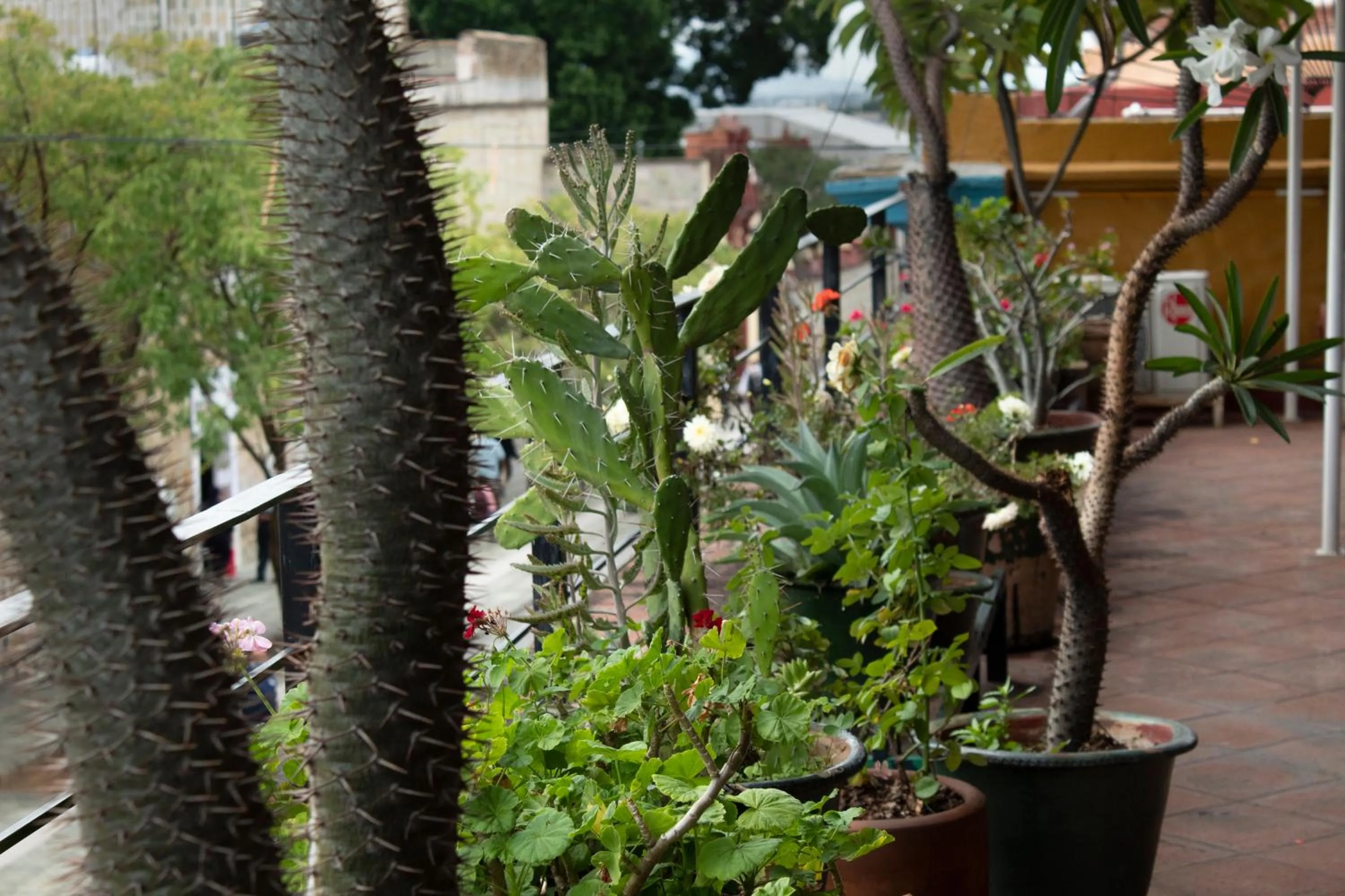 Balcony/Terrace in Hotel Boutique Casa Catrina