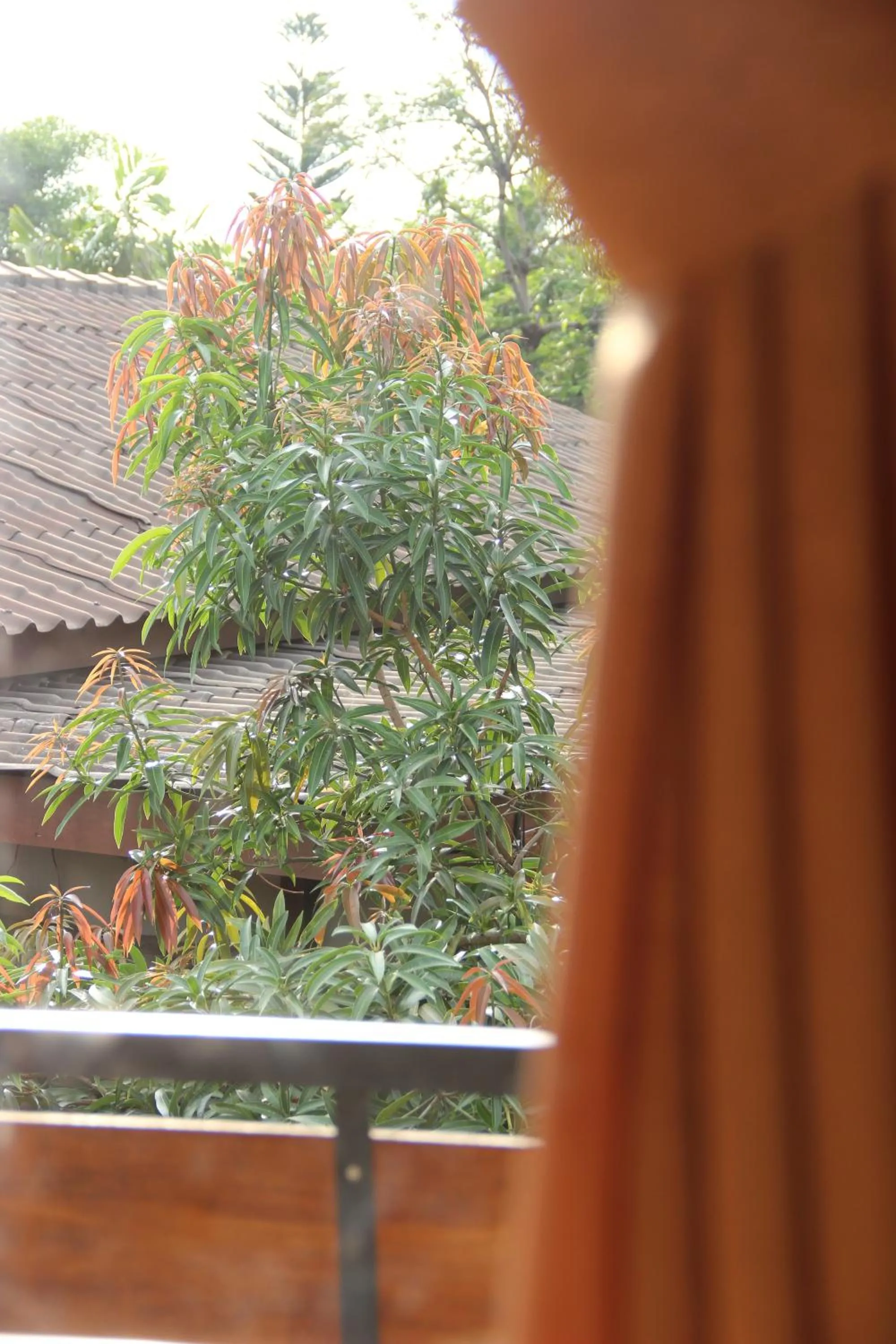 Balcony/Terrace in Bamboe Inn Homestay