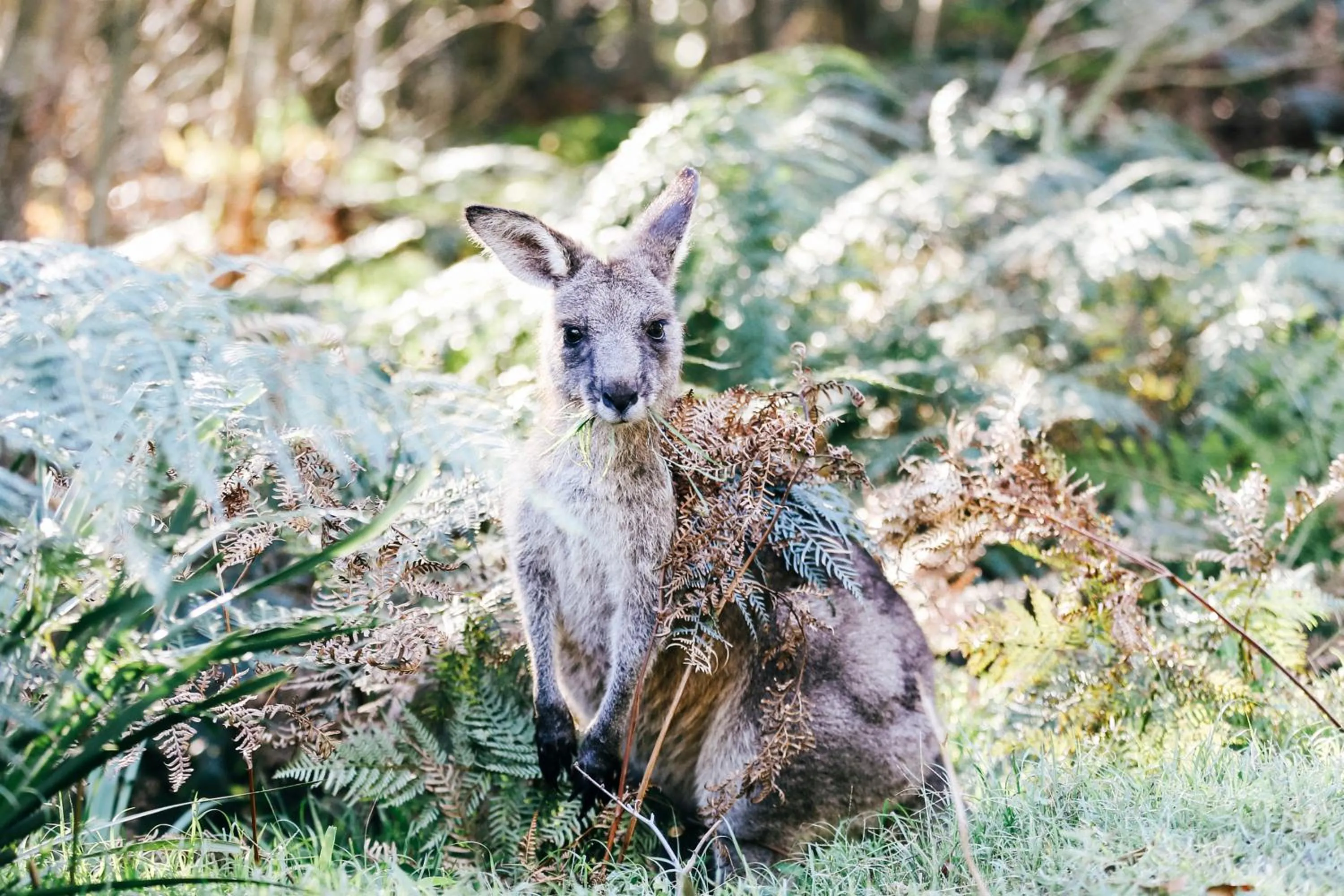 Property building in Paperbark Camp