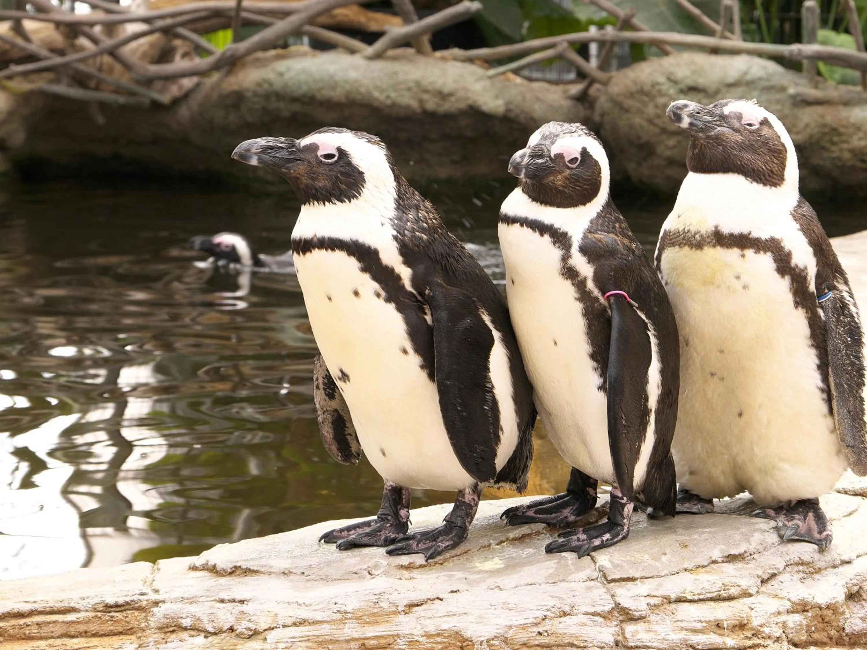 Nearby landmark in KOKO HOTEL Kobe Shinnagata - formerly Hotel Wing International Kobe - Shinnagata Ekimae