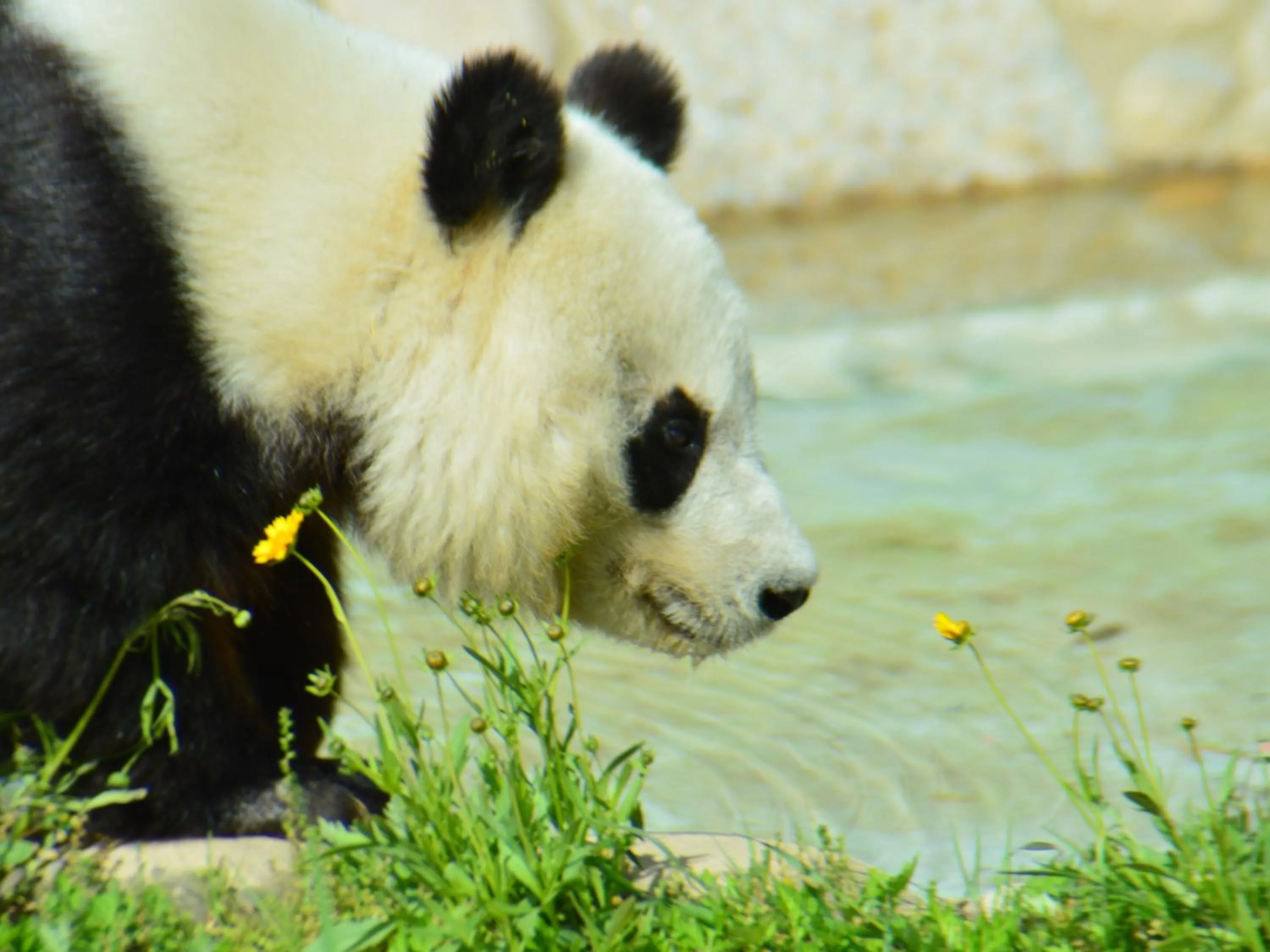 Nearby landmark in KOKO HOTEL Kobe Shinnagata - formerly Hotel Wing International Kobe - Shinnagata Ekimae