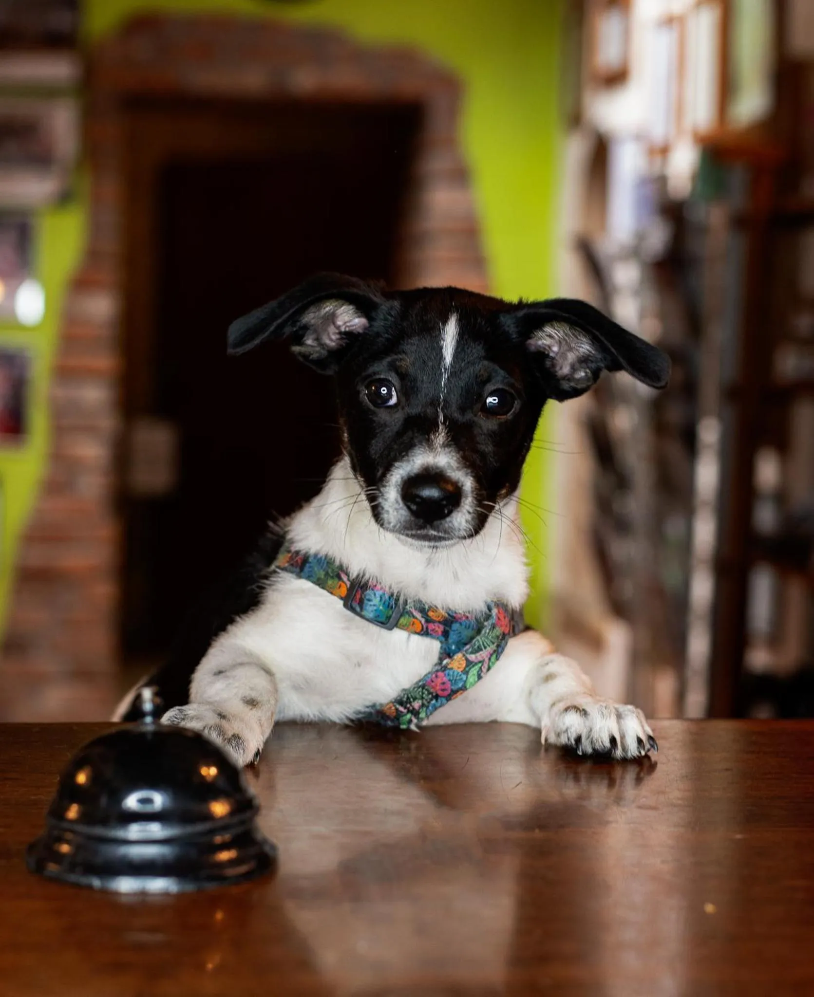 Animals in Jaś Wędrowniczek