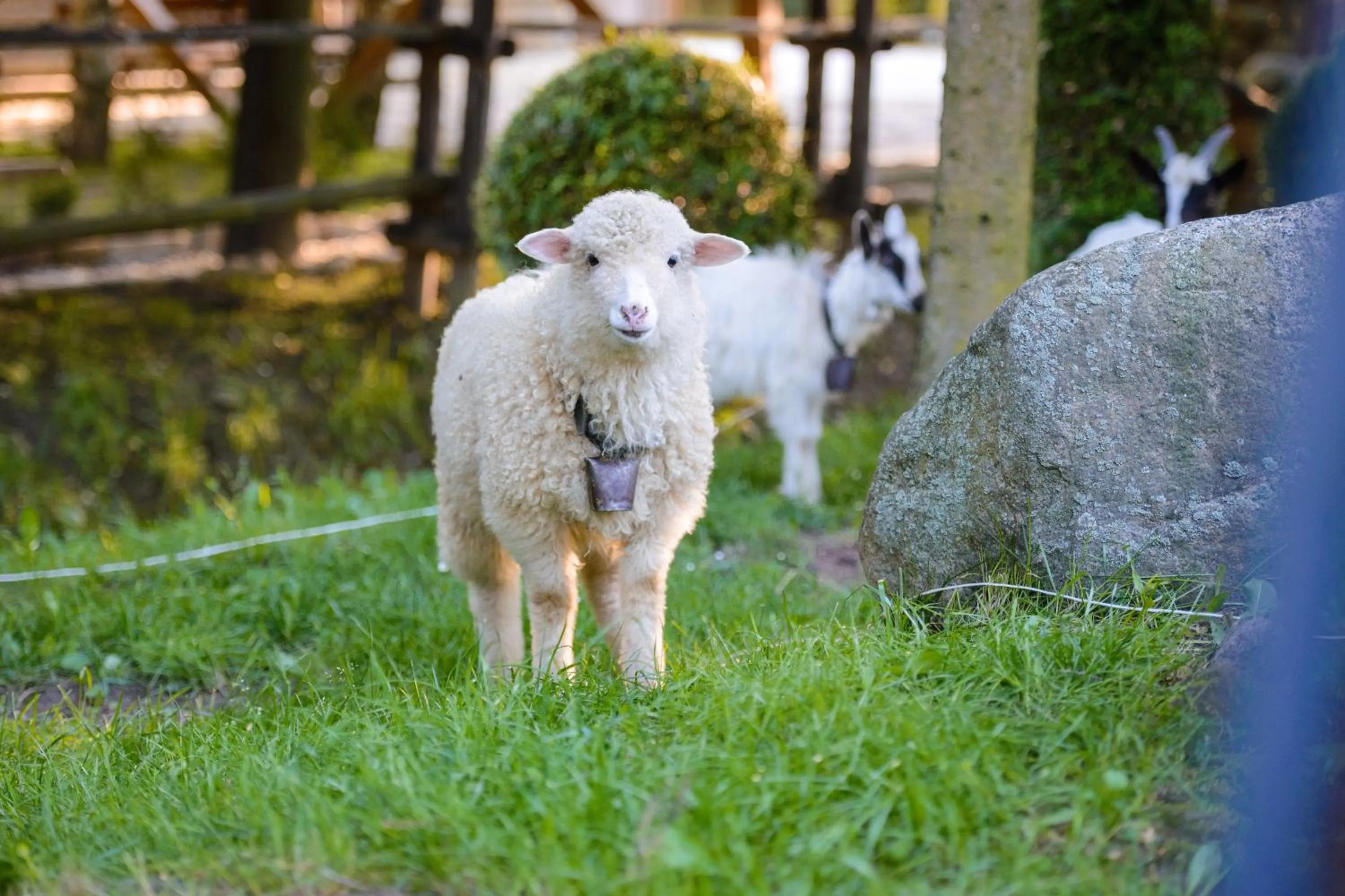 Pets in Jaś Wędrowniczek