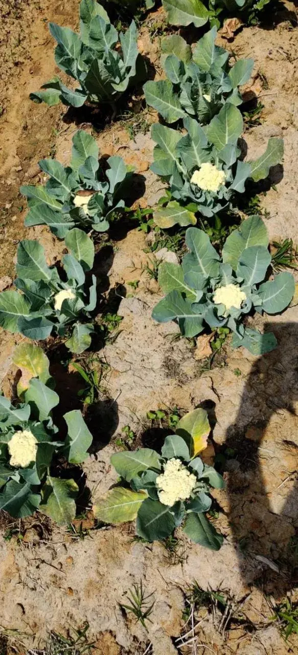 Serambi with Complimentary High tea in the evening and Guided Nature Walk in Vayal Veedu Serambi with Complimentary High tea in the evening and Guided Nature Walk in Vayal Veedu