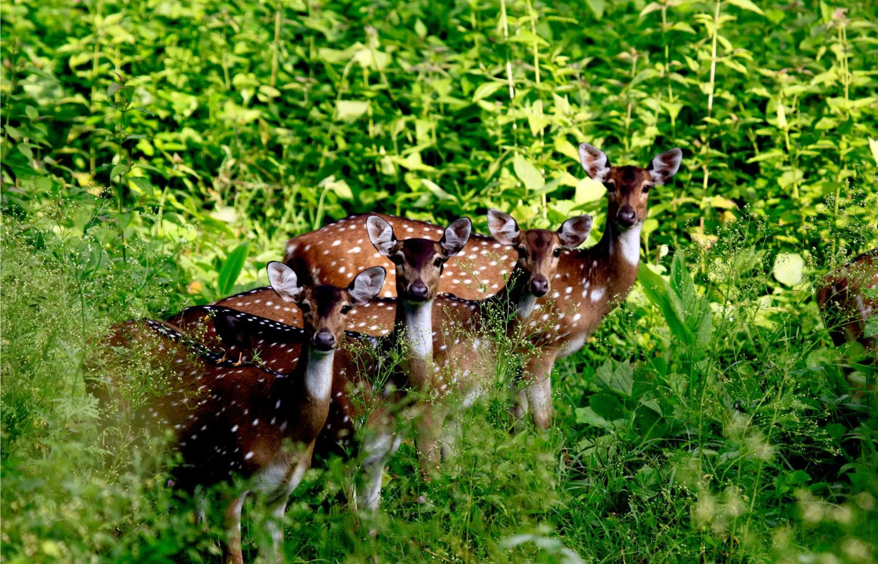 Nearby landmark in Vayal Veedu
