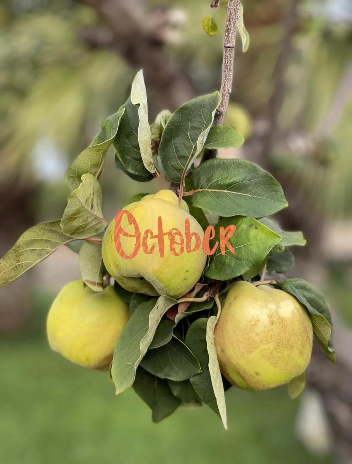 Day in Masseria Valente