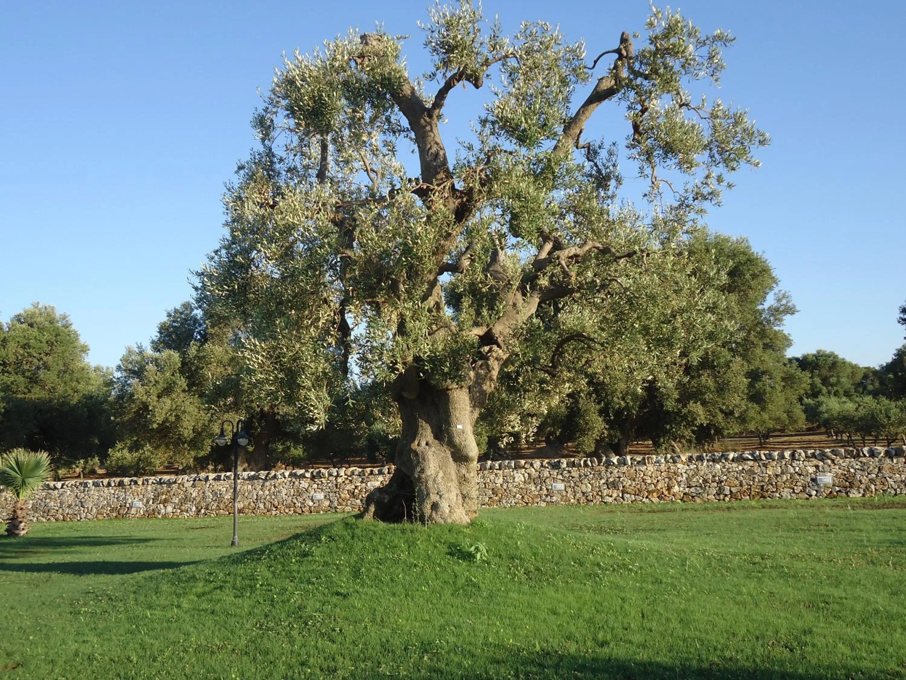 Garden in Masseria Valente