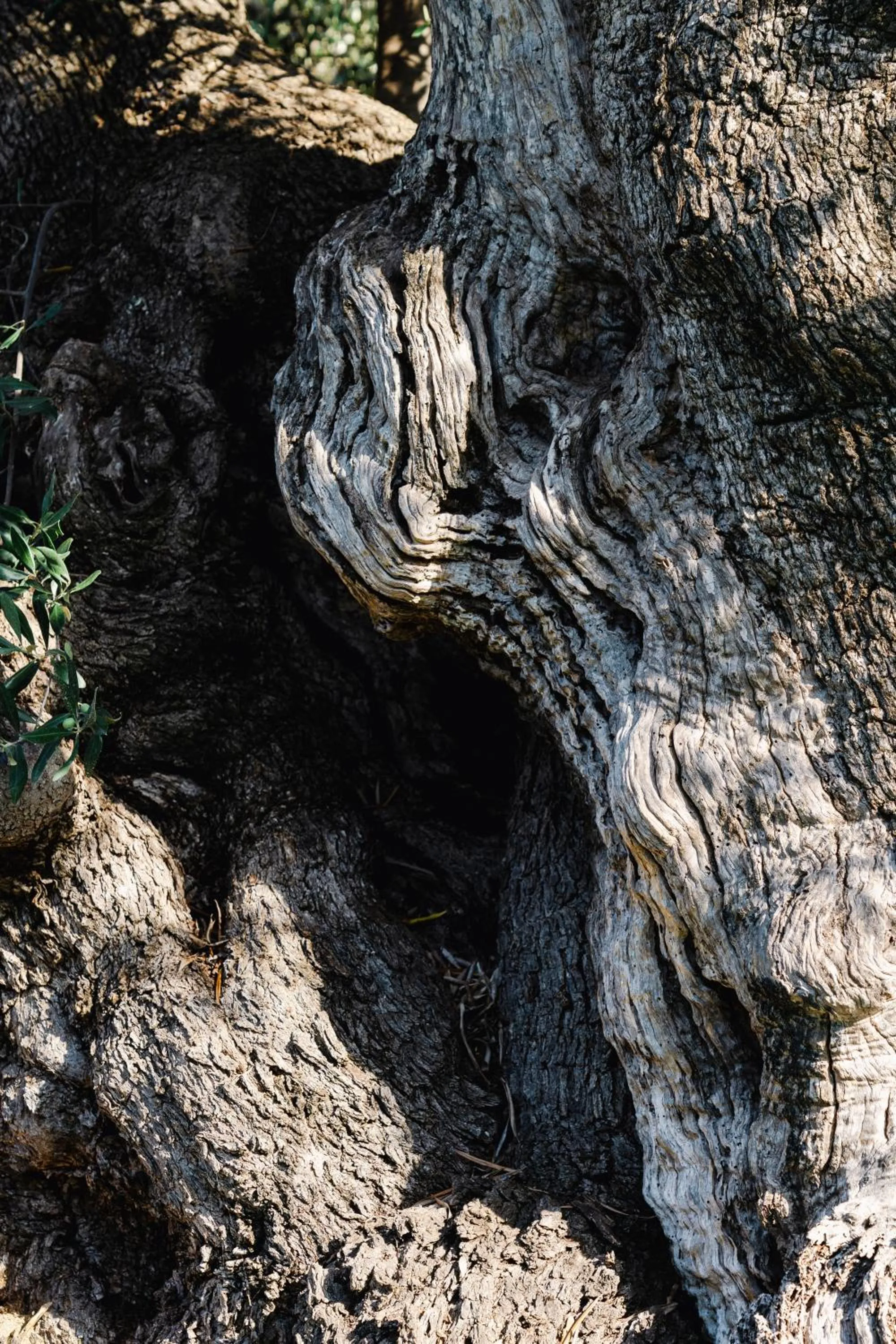 Other in Masseria Valente