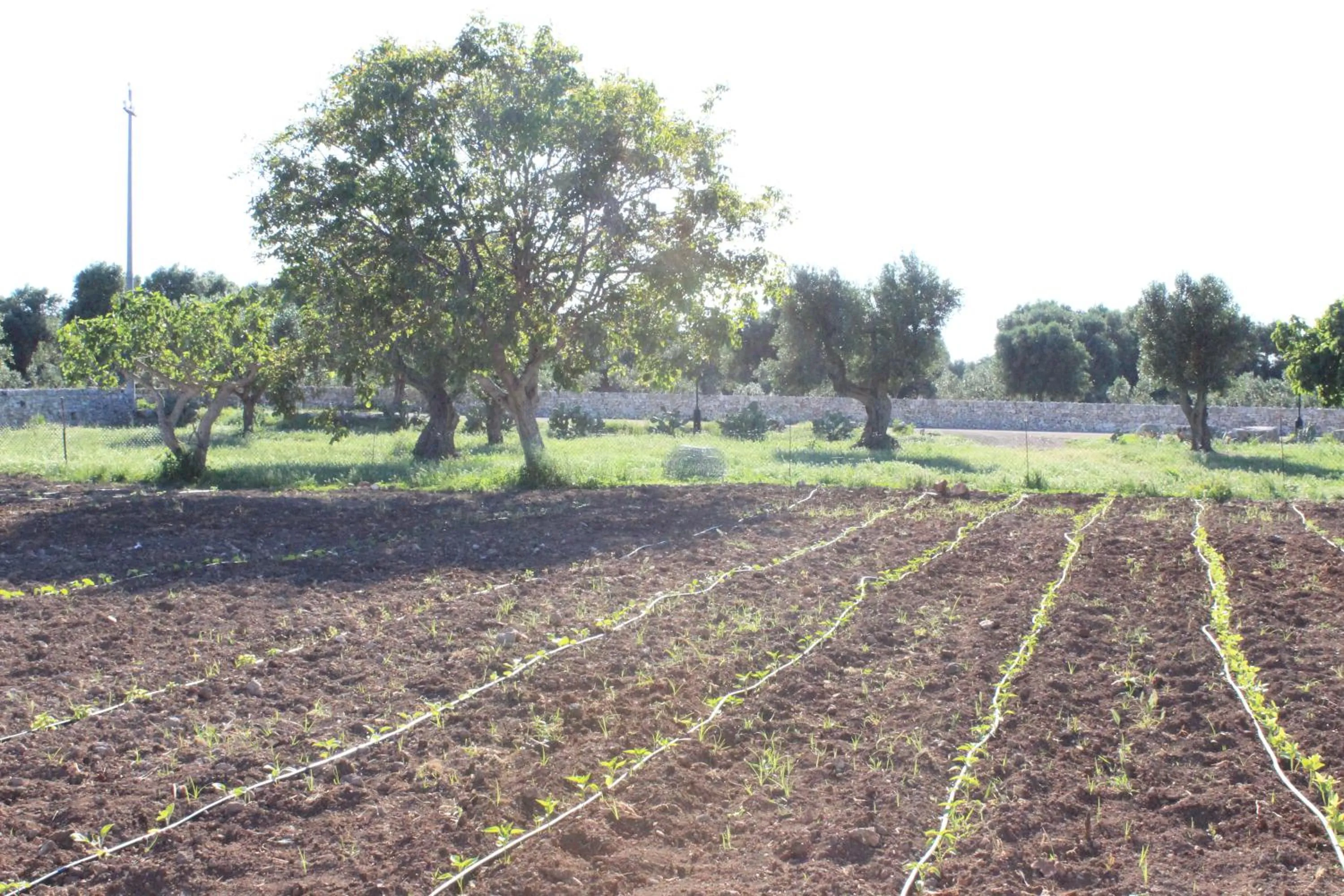 Bird's eye view in Masseria Valente