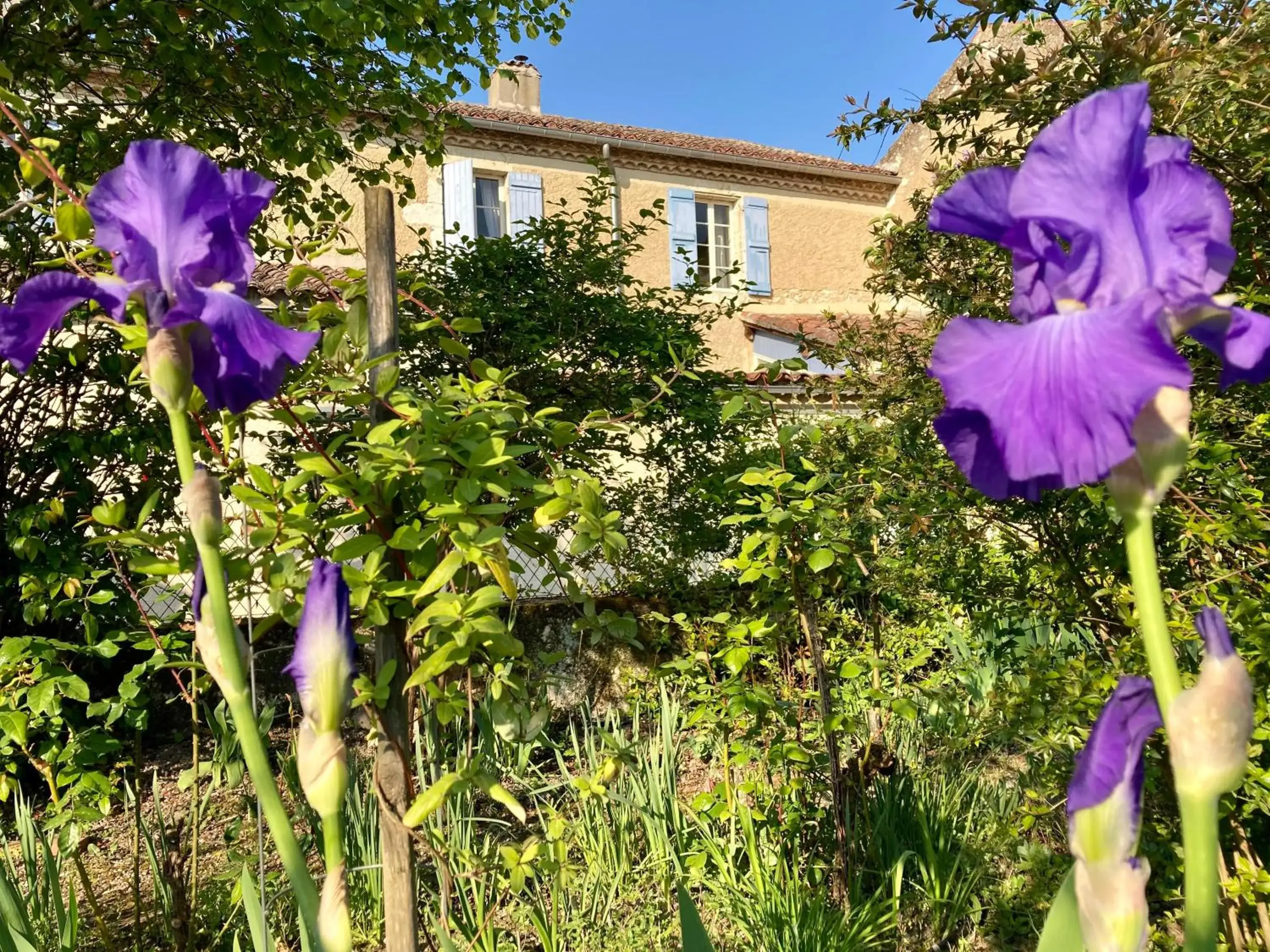 Le Petit Cochon Le Petit Cochon