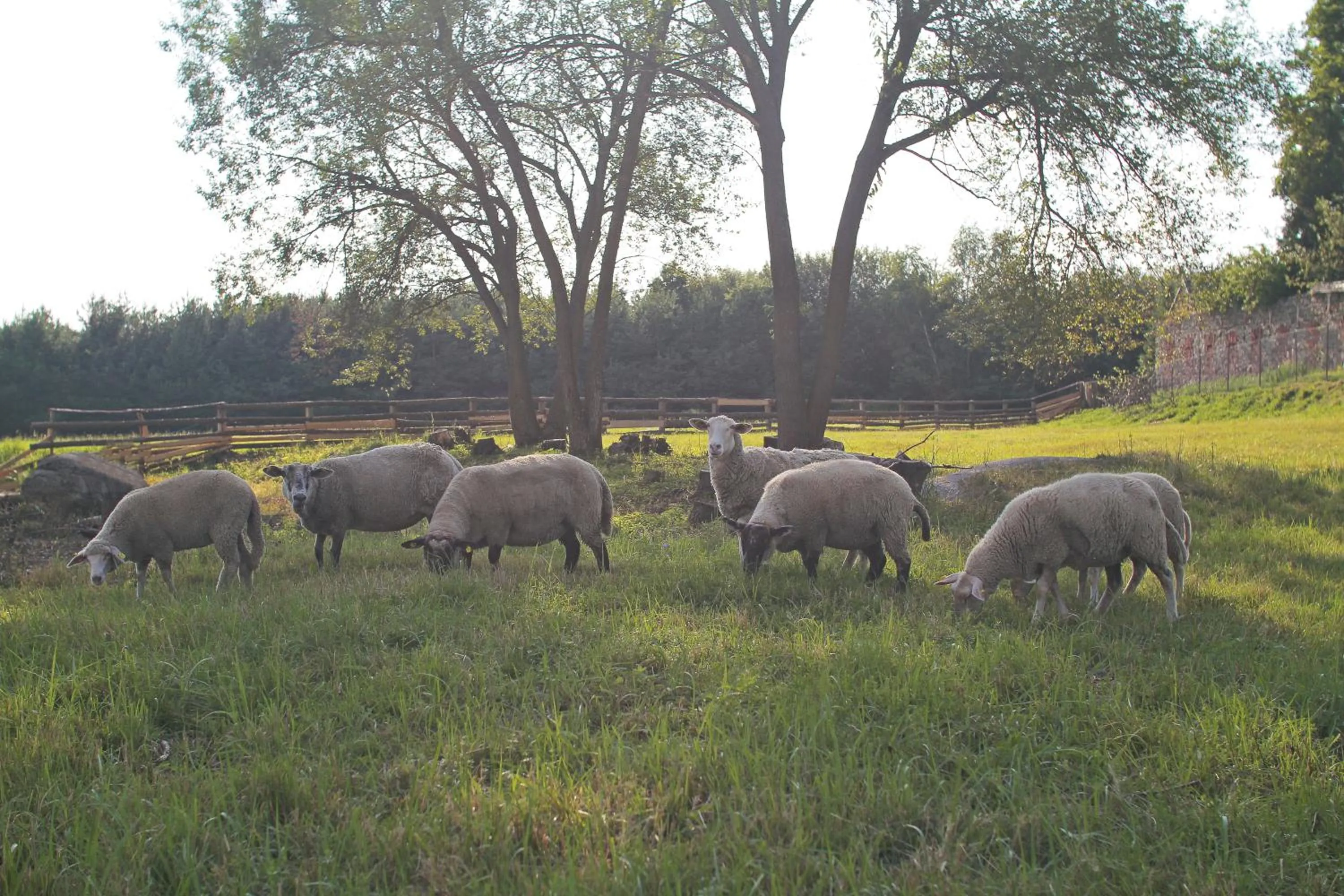 Animals in Hotel Horní Dvůr