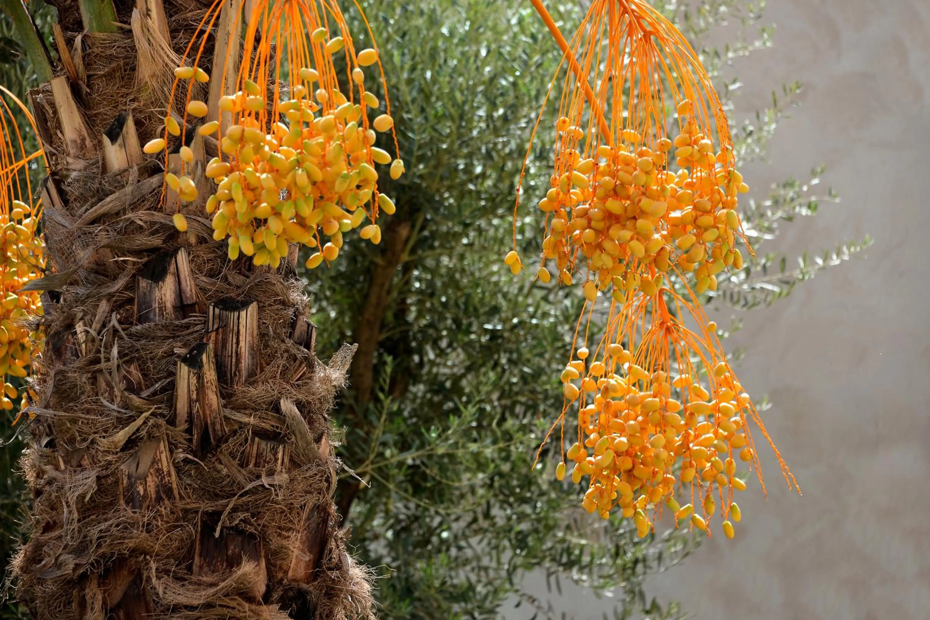 Patio in Dar Housnia