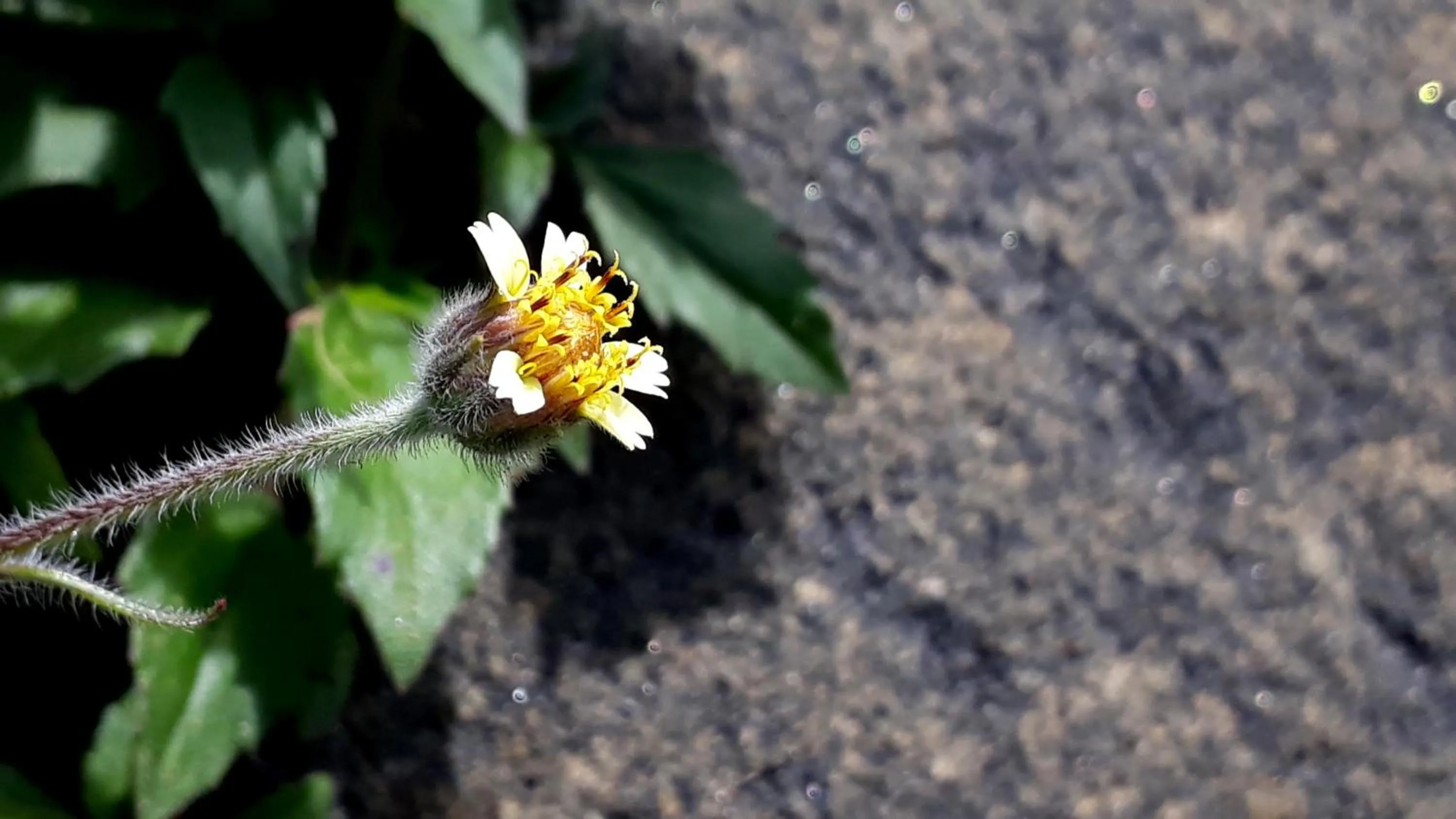 Morada Recanto das Flores
