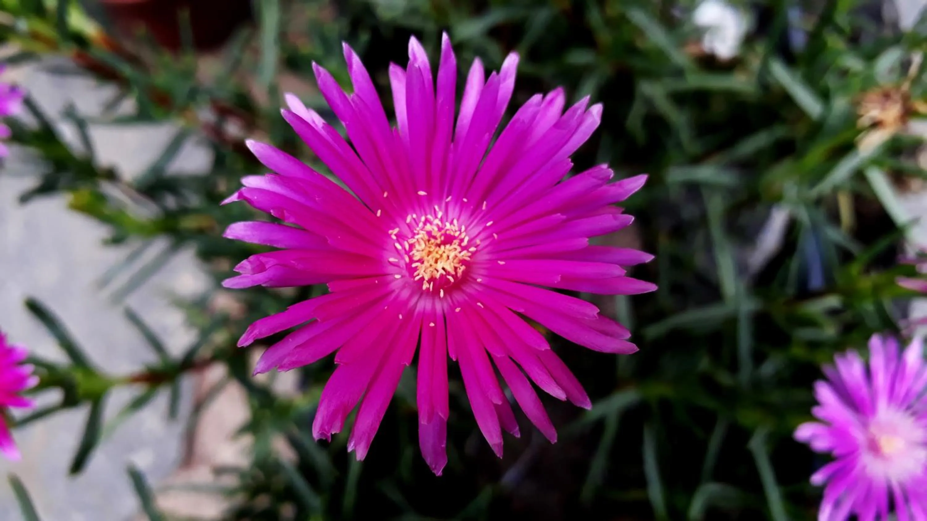Morada Recanto das Flores