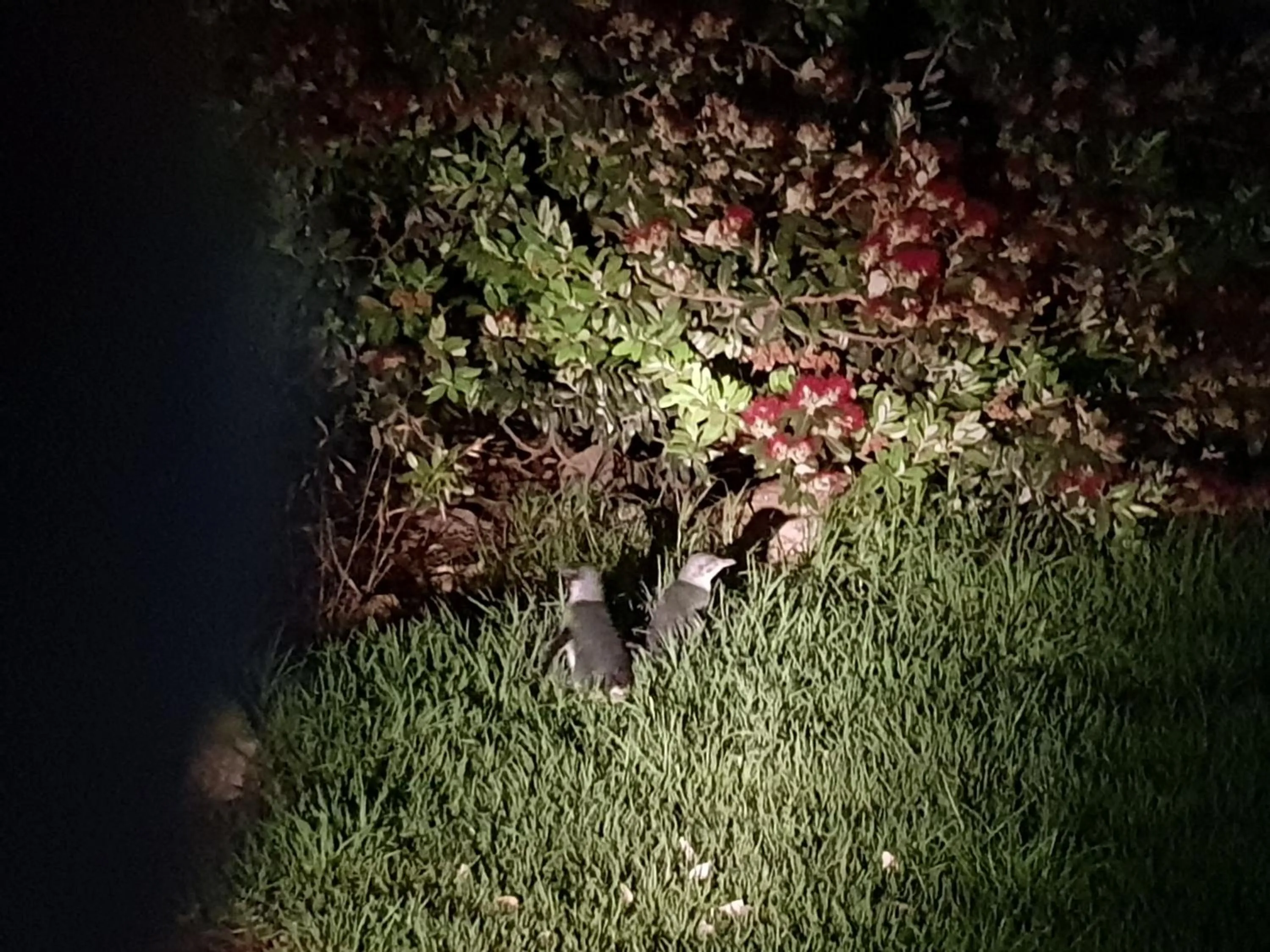 Night in Diamond Island Resort, Restaurant & Bar and Penguin Show