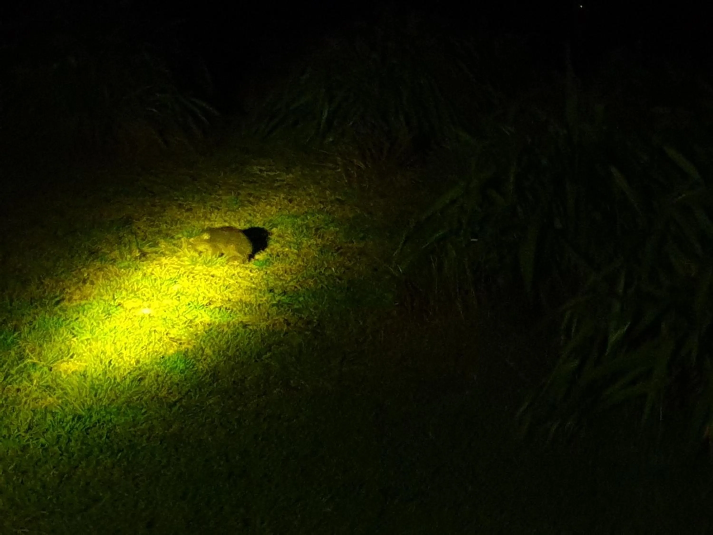 Night in Diamond Island Resort, Restaurant & Bar and Penguin Show