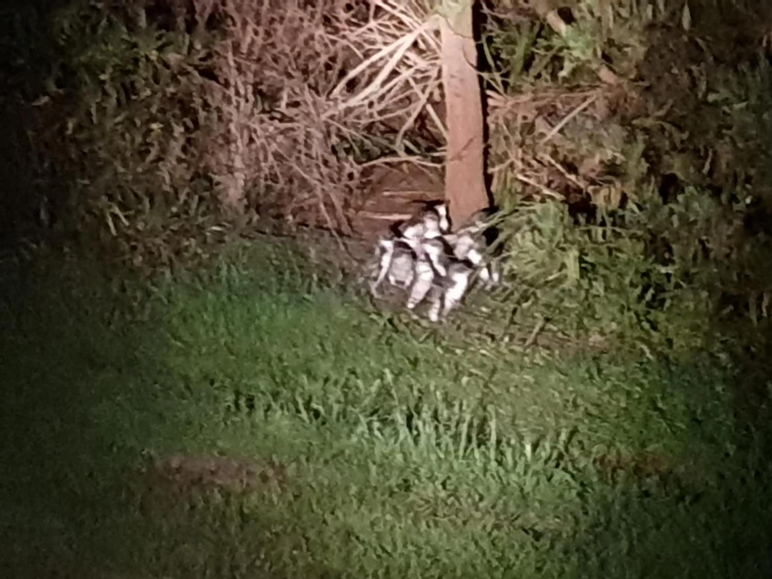 Night in Diamond Island Resort, Restaurant & Bar and Penguin Show