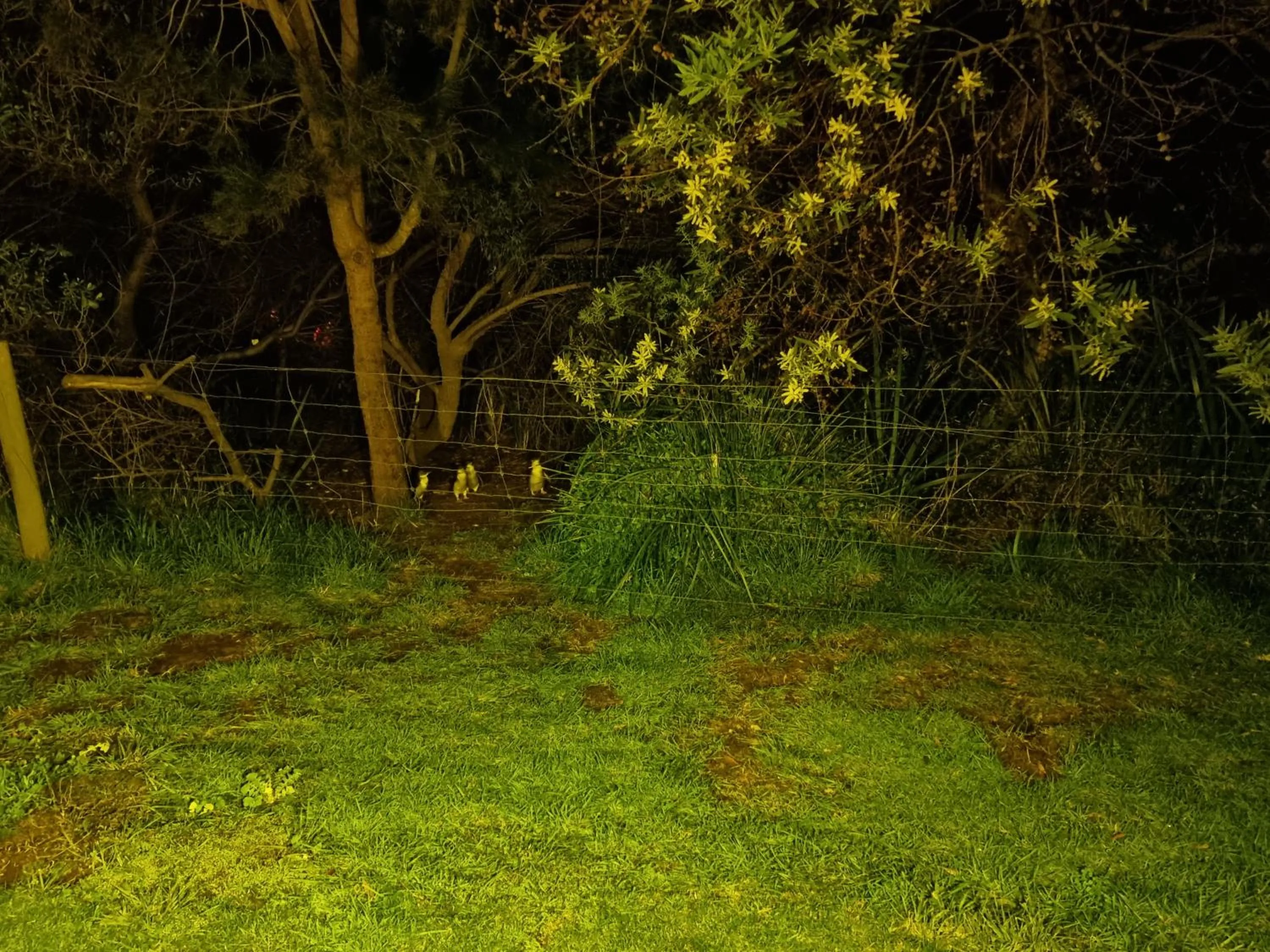 Night in Diamond Island Resort, Restaurant & Bar and Penguin Show