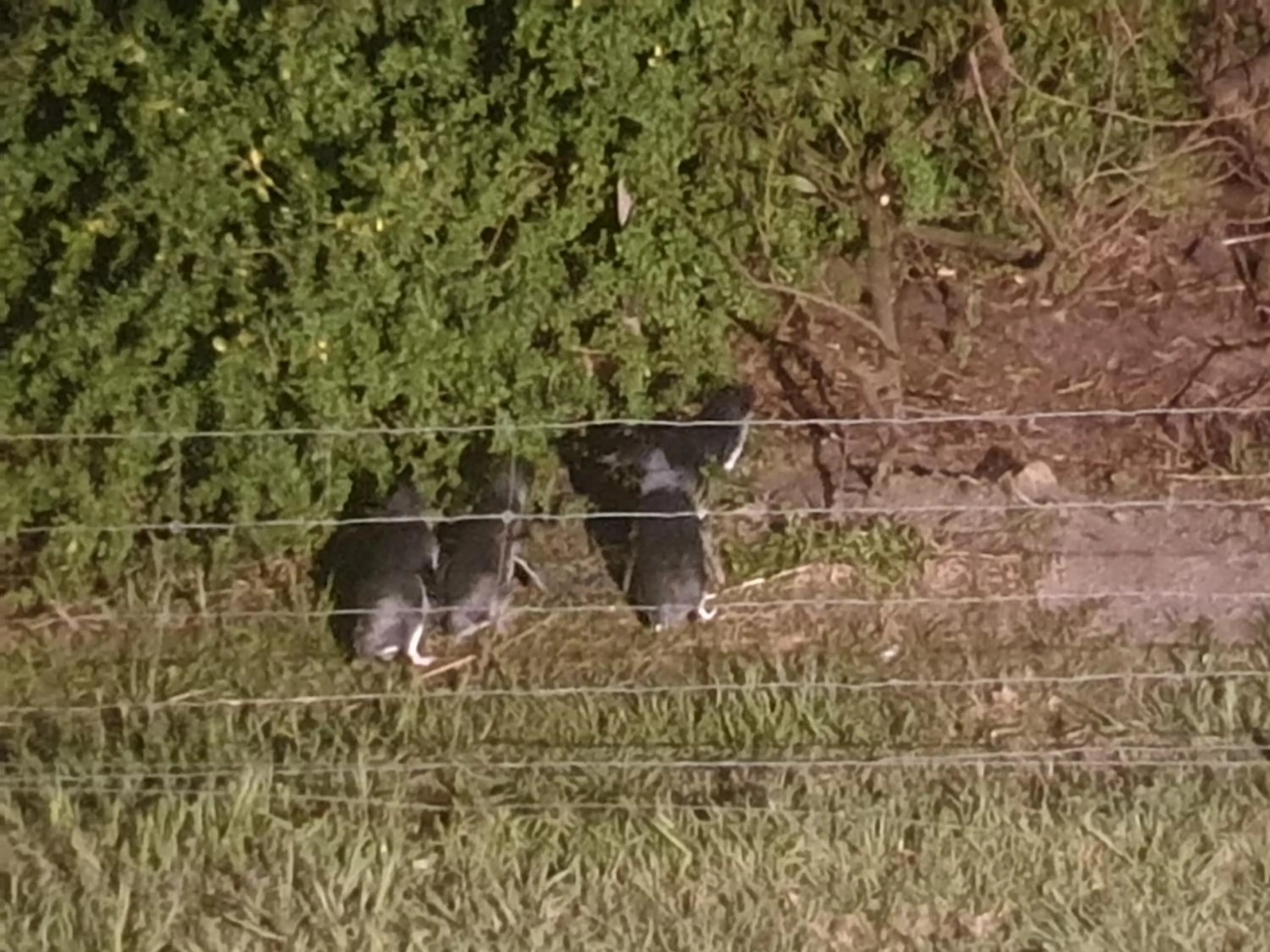 Animals in Diamond Island Resort, Restaurant & Bar and Penguin Show