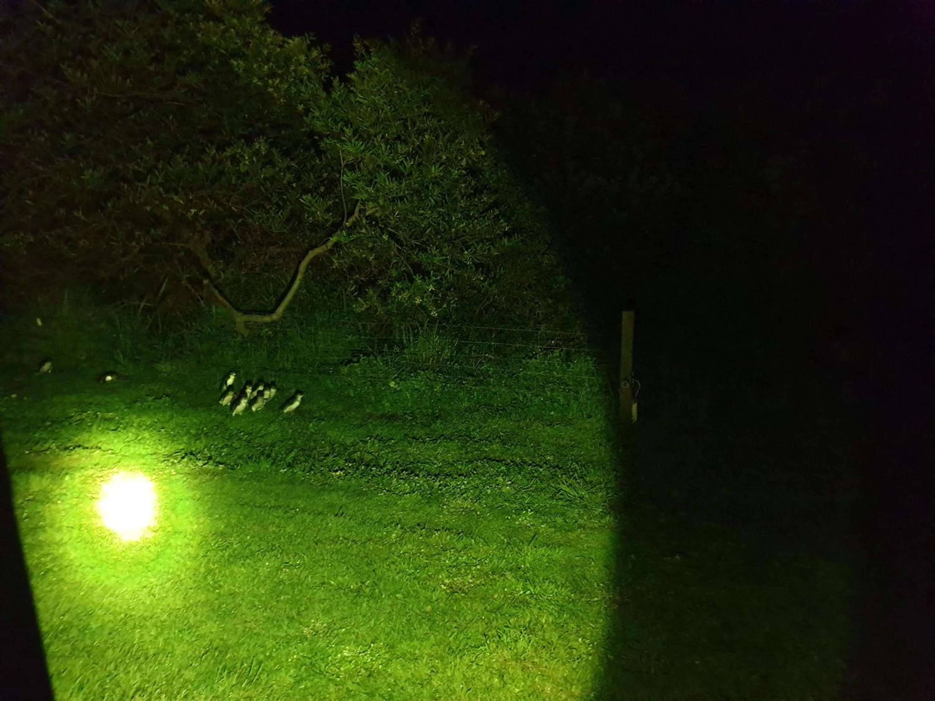 Night in Diamond Island Resort, Restaurant & Bar and Penguin Show