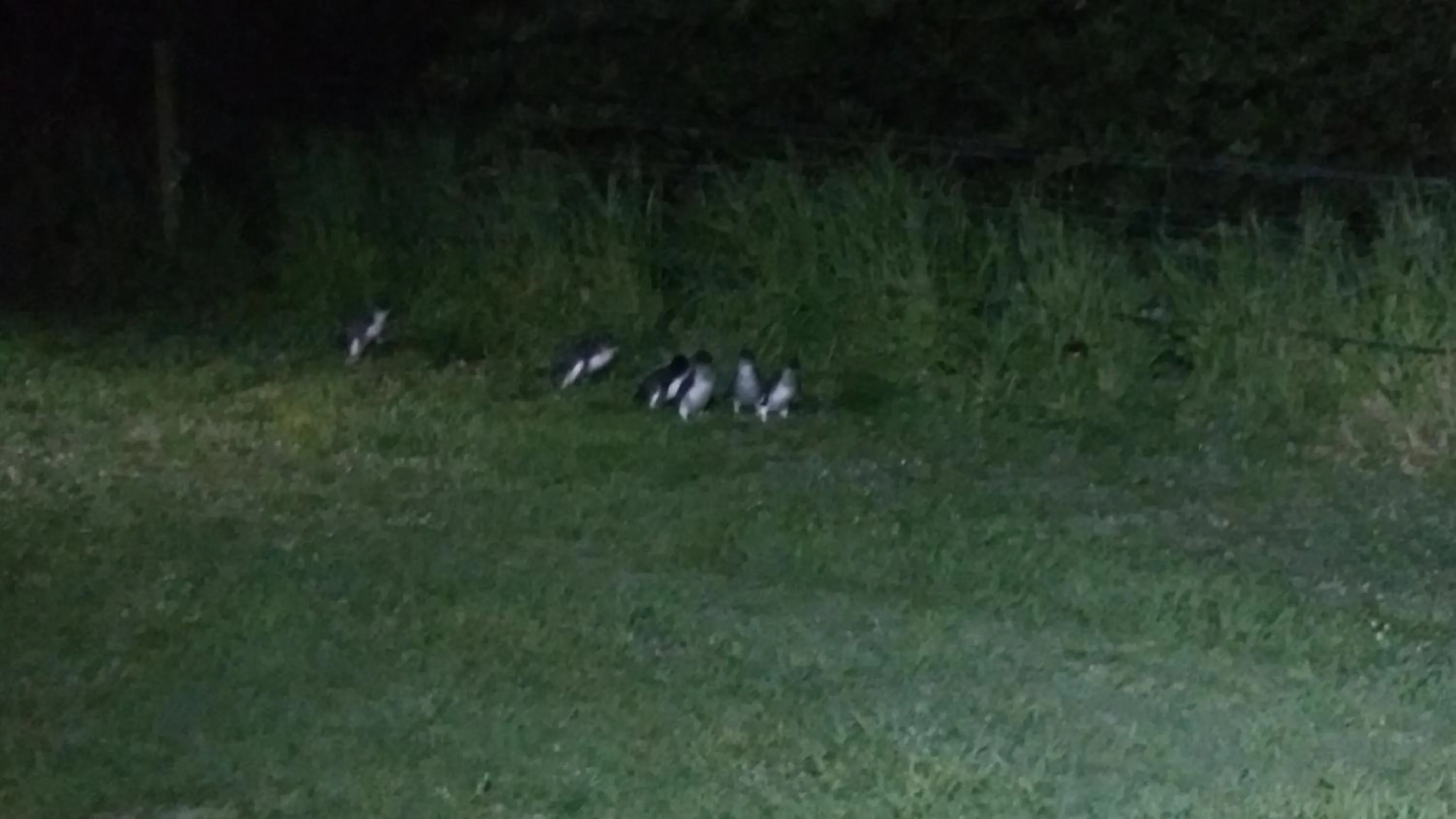 Tennis court in Diamond Island Resort, Restaurant & Bar and Penguin Show