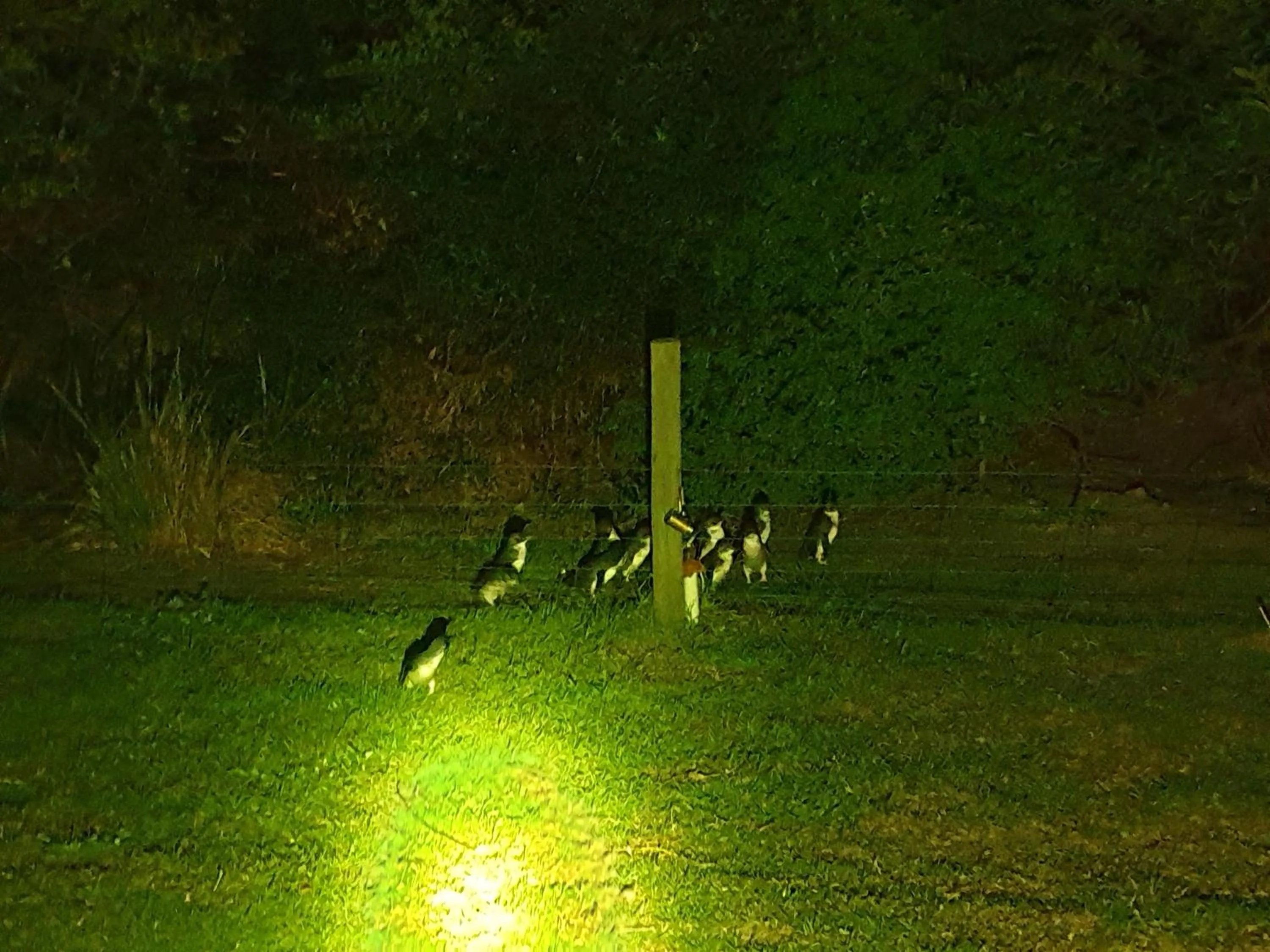 Night in Diamond Island Resort, Restaurant & Bar and Penguin Show