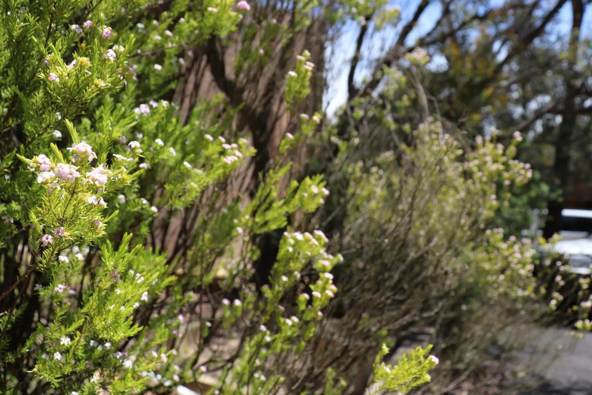 Property building in Sinofield Edu-Retreat
