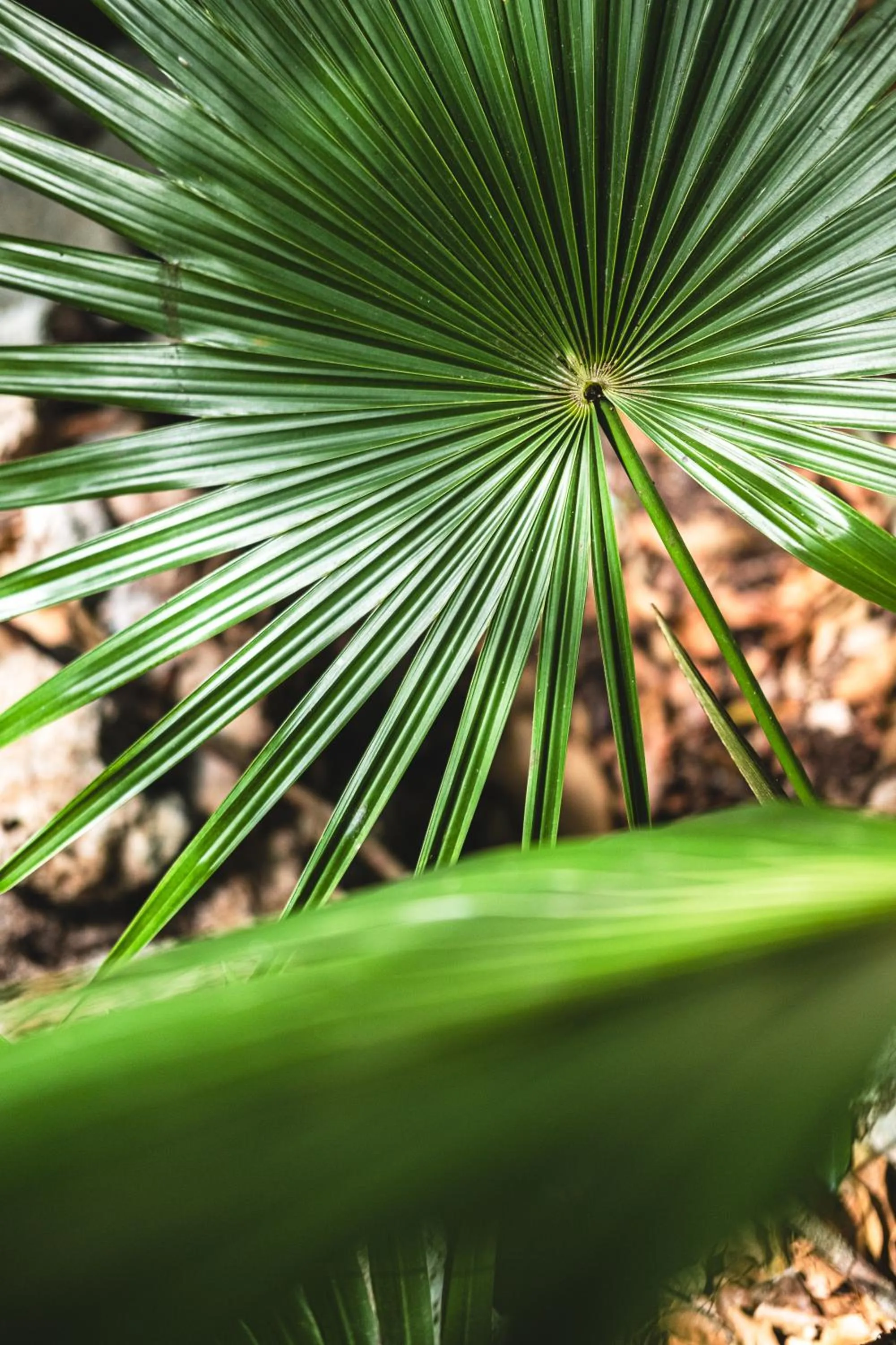 Natural landscape in Hokhmah Heart Hotel