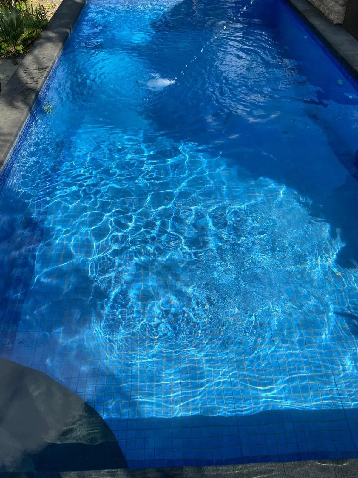 Pool view in Bagus Homestay