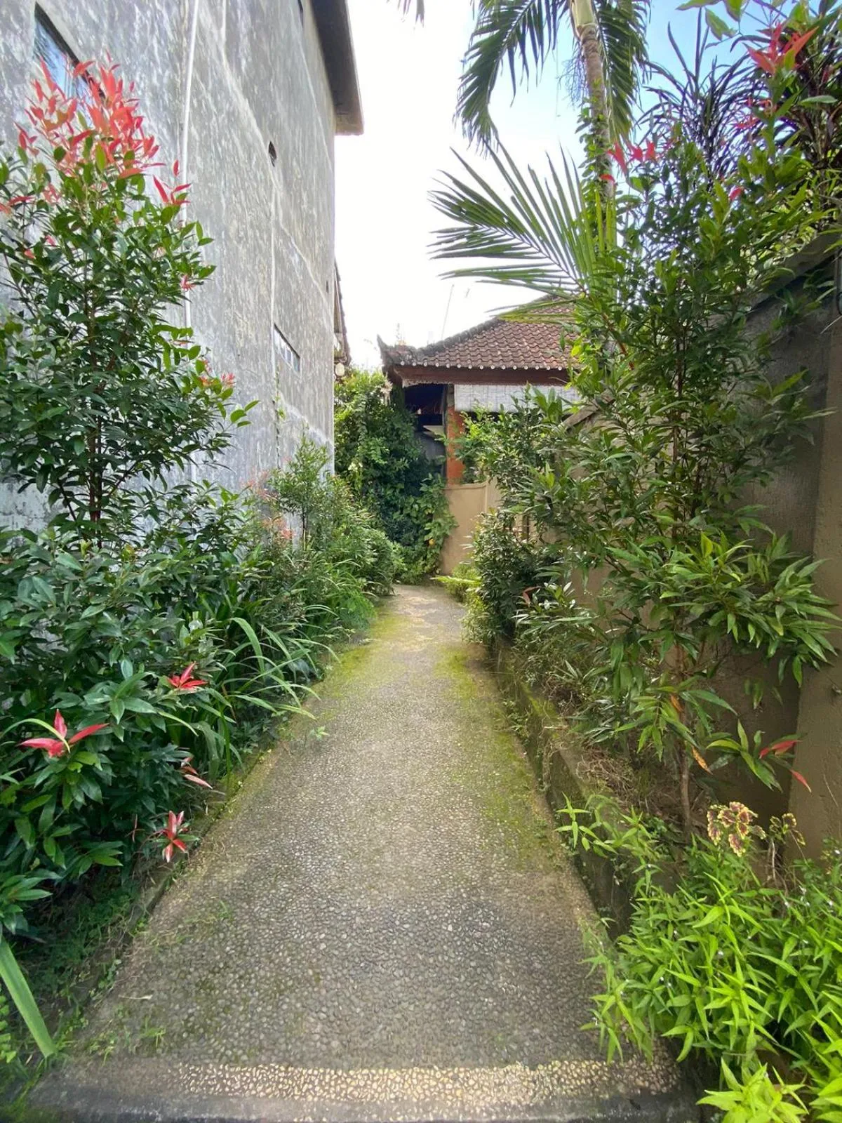 Garden view in Bagus Homestay