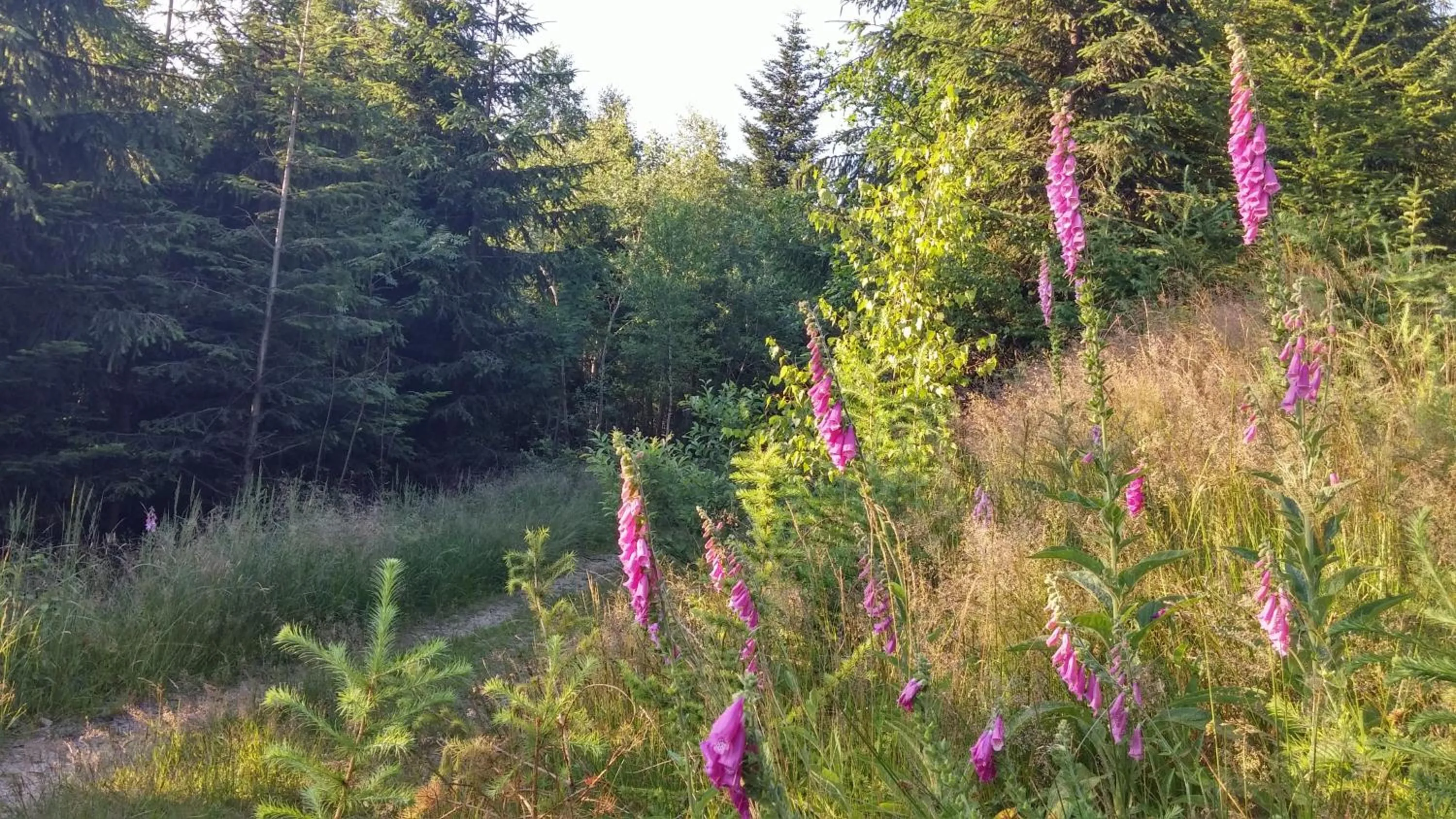 Off site in Pod Klimczokiem I