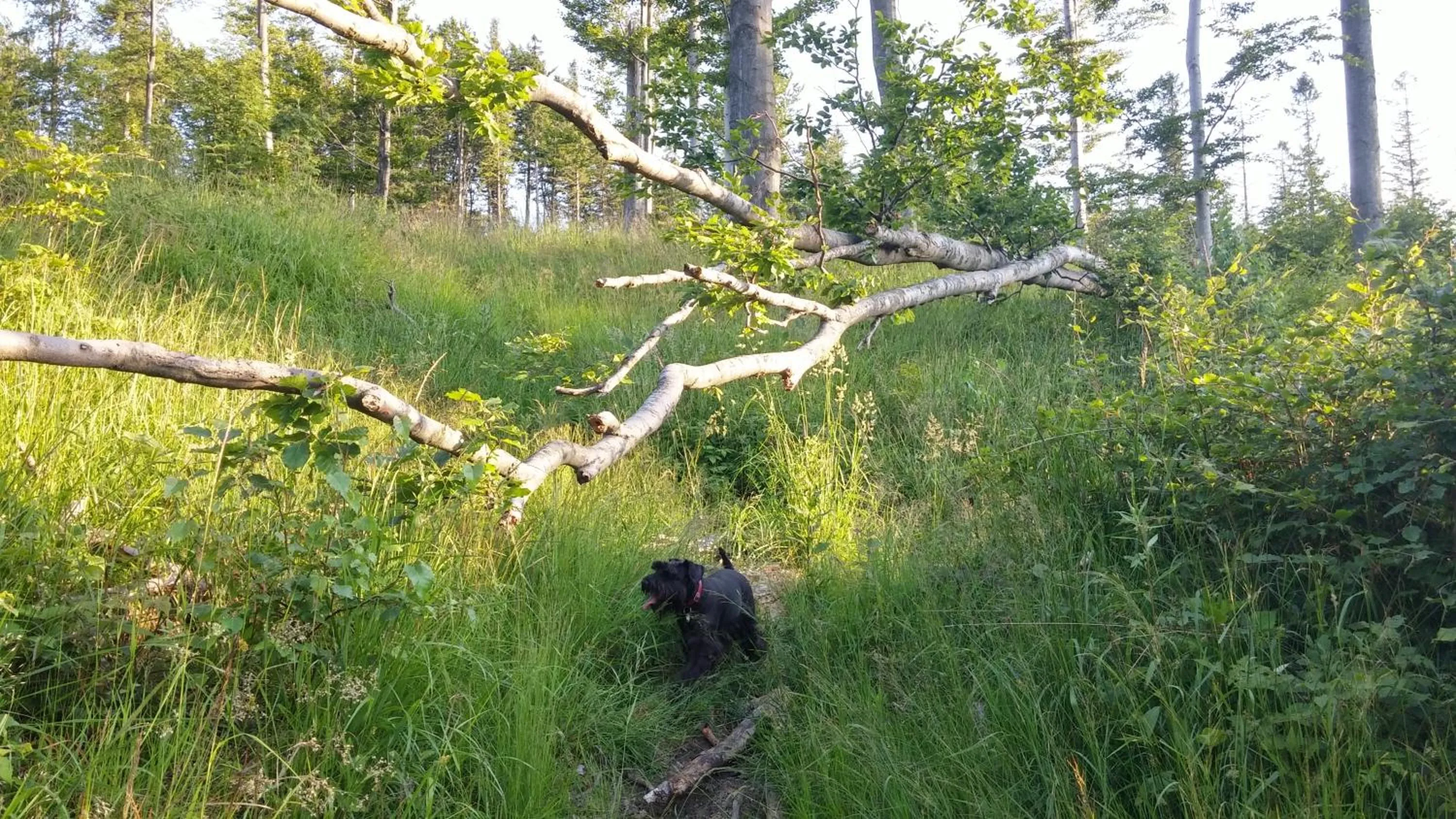 Off site in Pod Klimczokiem I