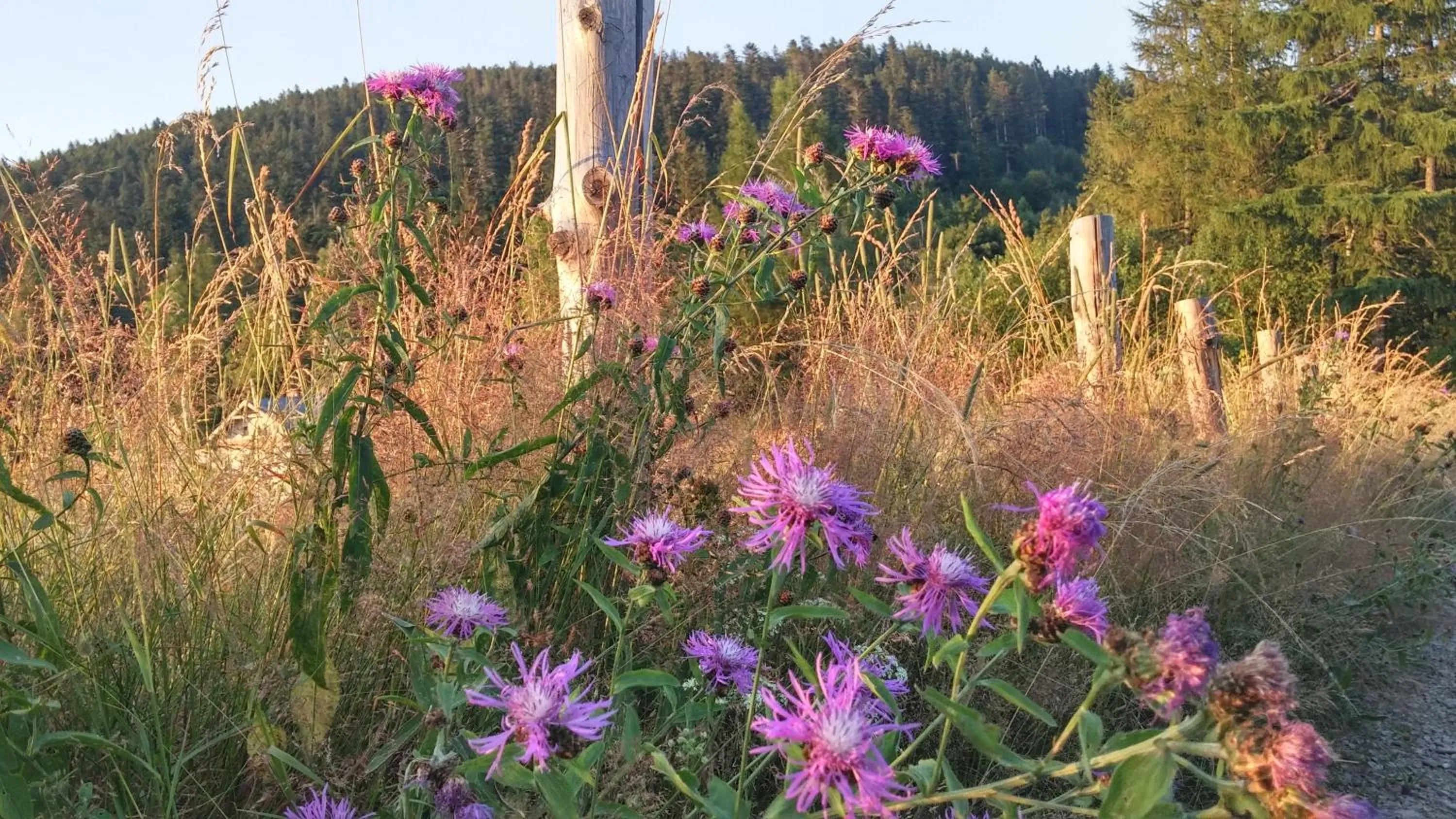 Other in Pod Klimczokiem I