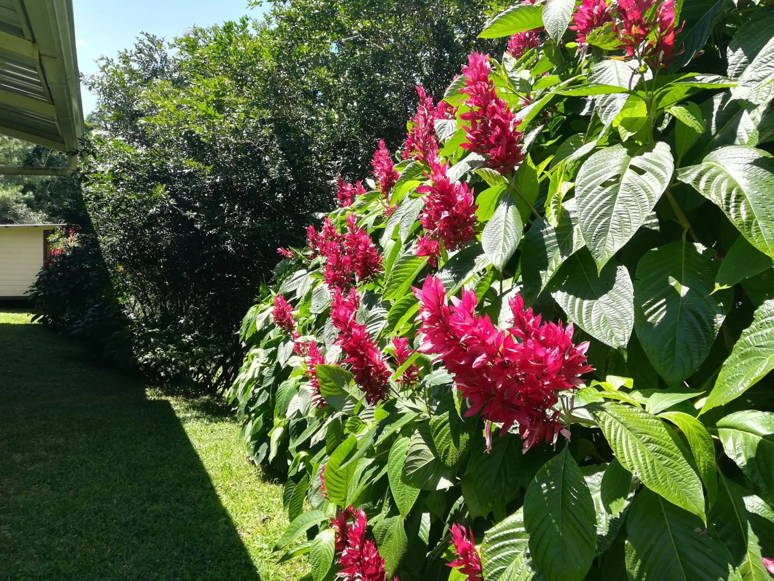 Garden in Hotel Pibi Boreal